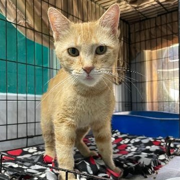 Sally, Adopted, Young Female Domestic Short Hair.
