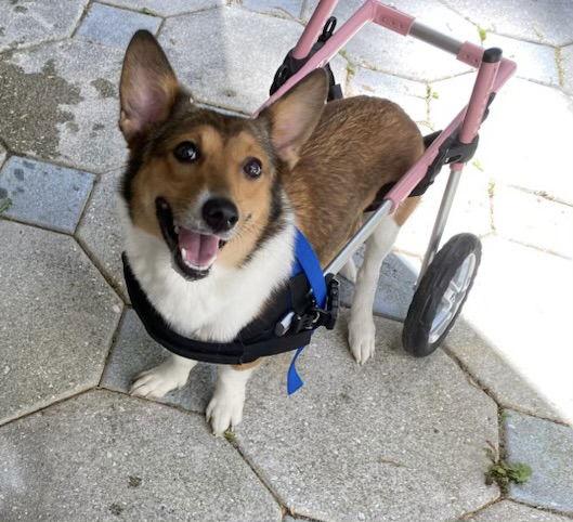 Sadie, Adoptable, Adult Female Corgi.