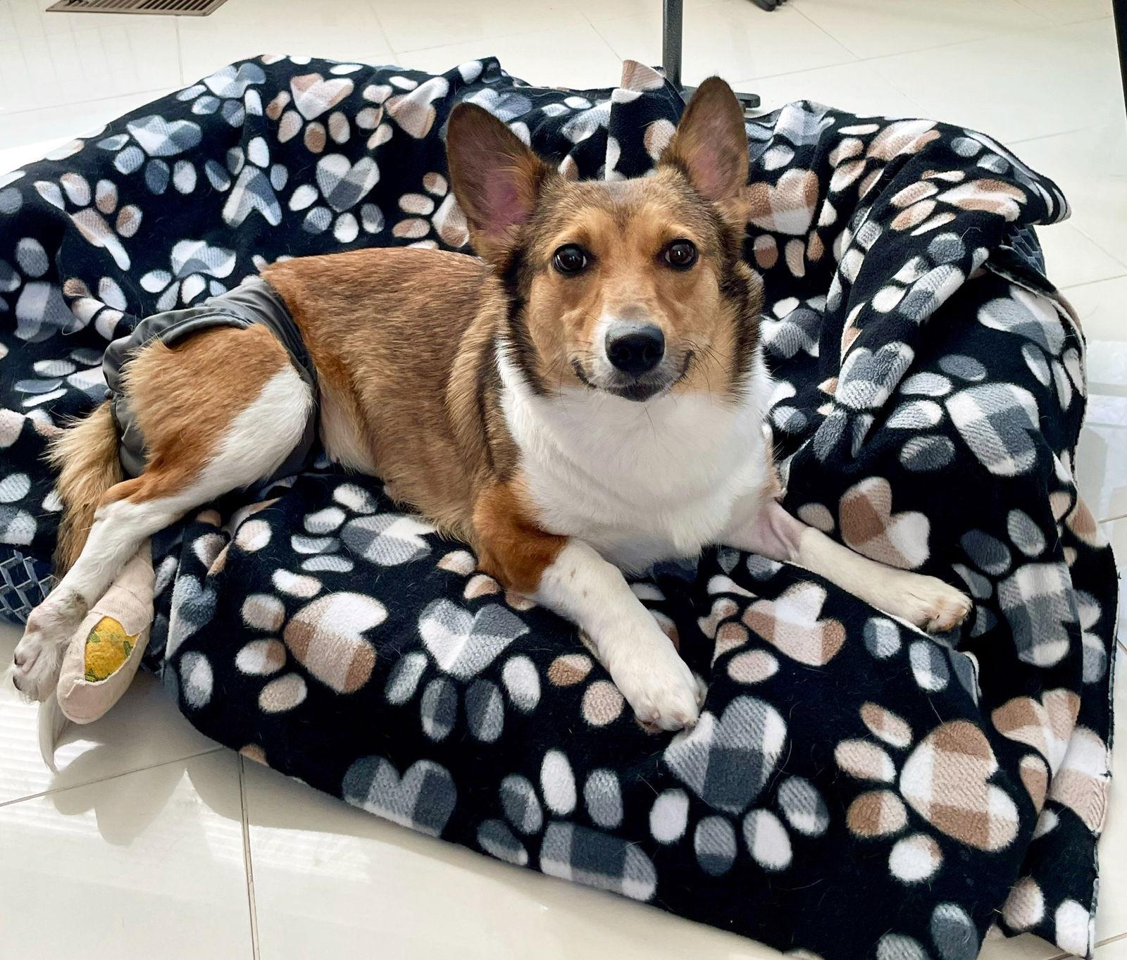 Sadie, a Adoptable Corgi in Lutherville, MD image 2/3