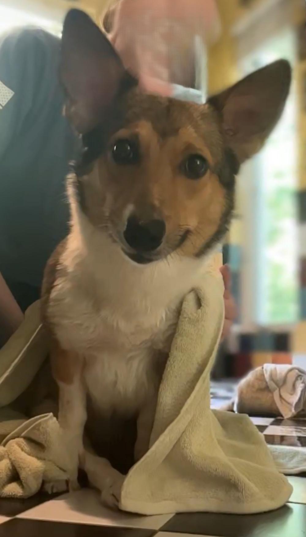 Sadie, a Adoptable Corgi in Lutherville, MD image 3/3