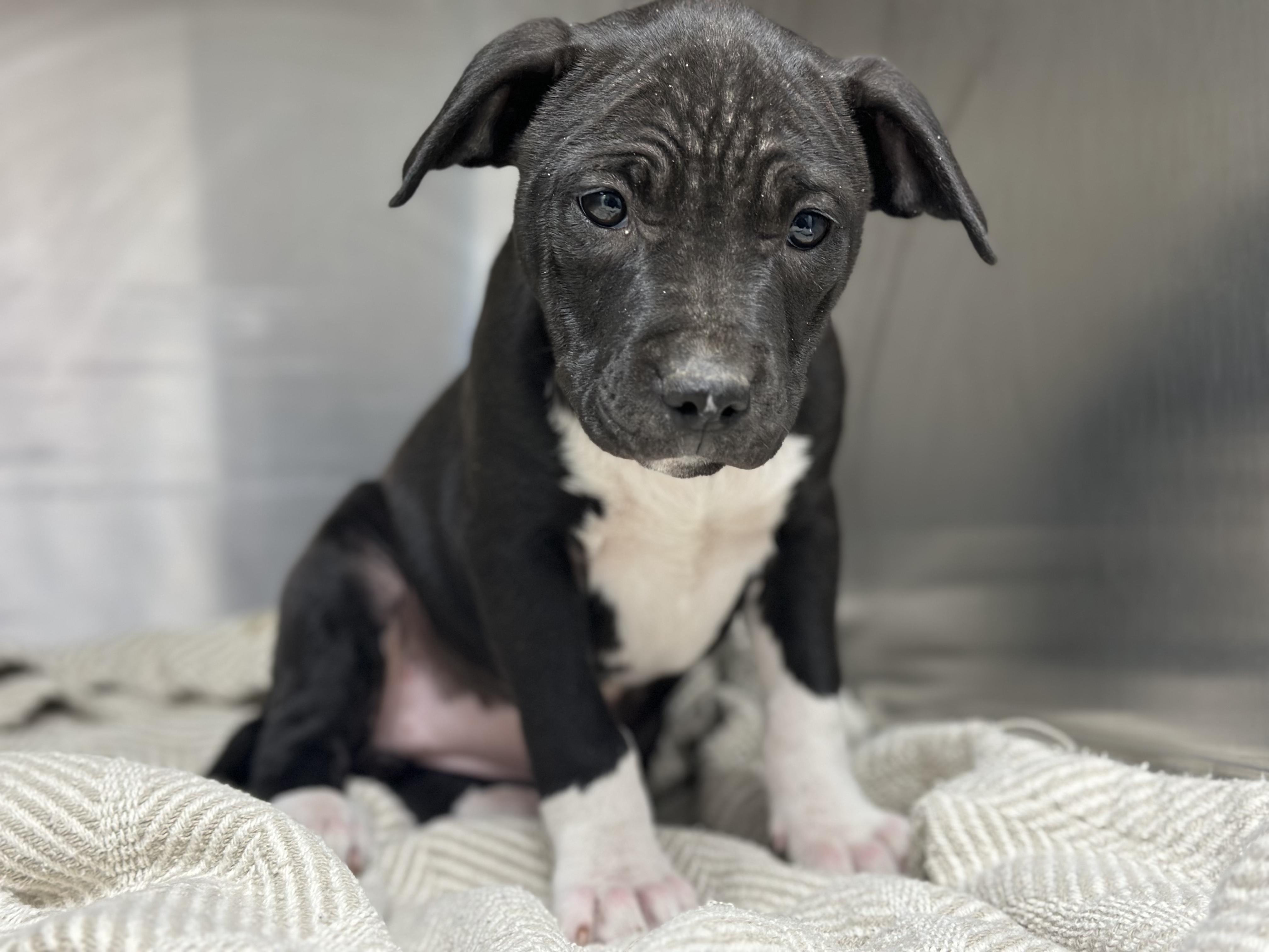 Fisk Sticks , ADOPTABLE, Puppy Female Pit Bull Terrier.