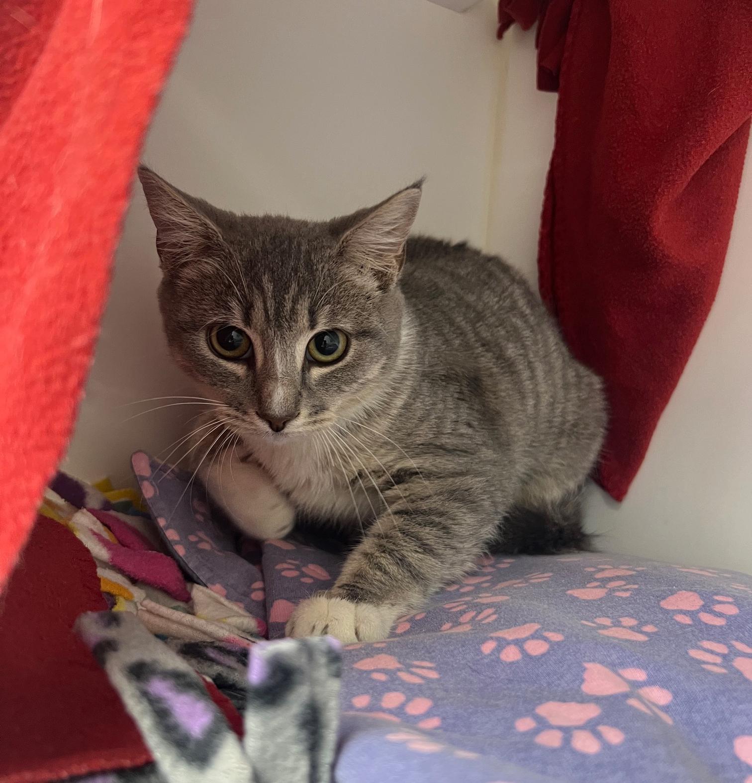 Otto (ID 48843/3424)