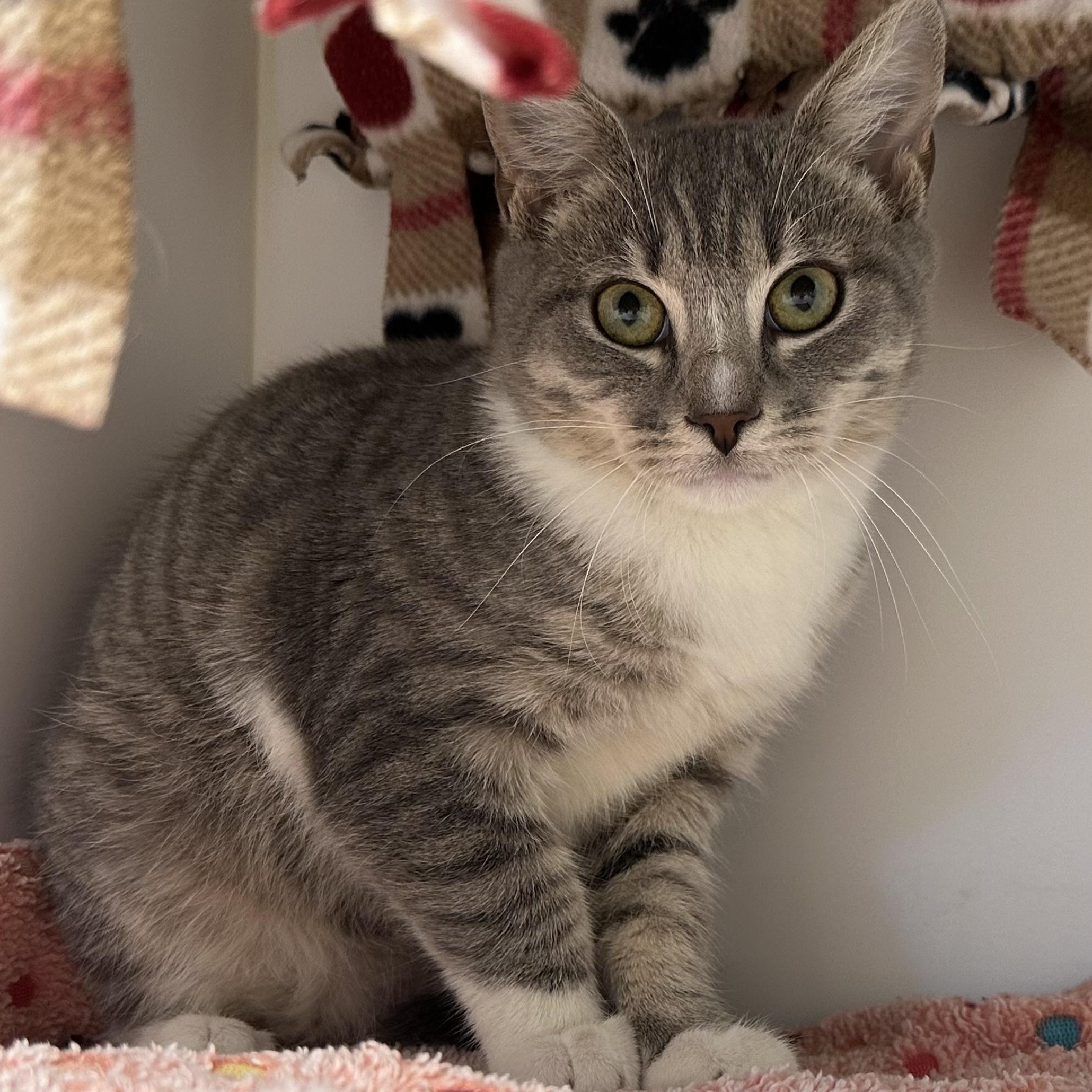 Otto (ID 48843/3424), Adoptable, Young Male Domestic Short Hair.