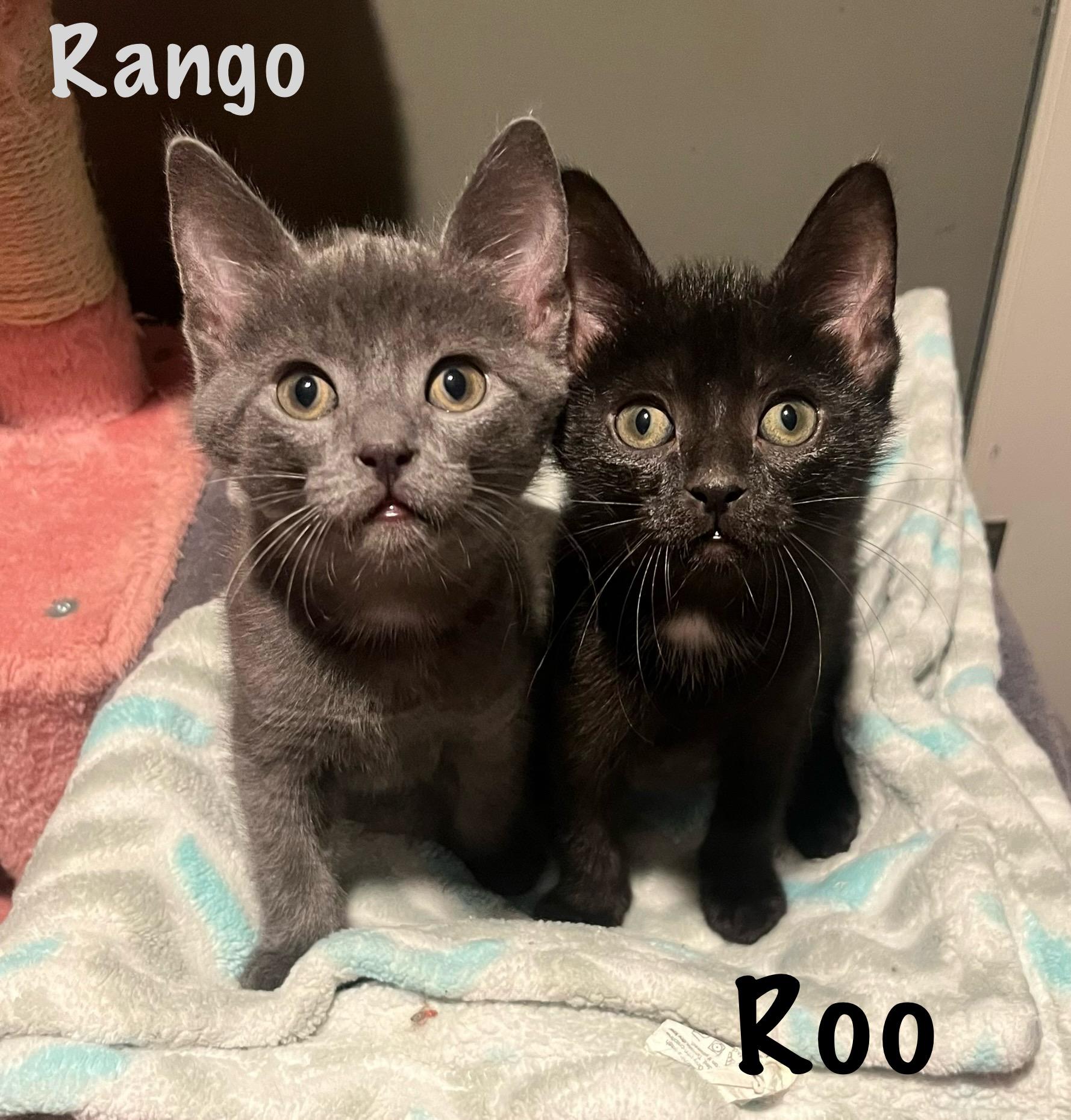 Rango & Roo