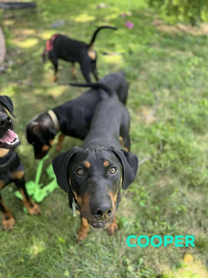 Cooper