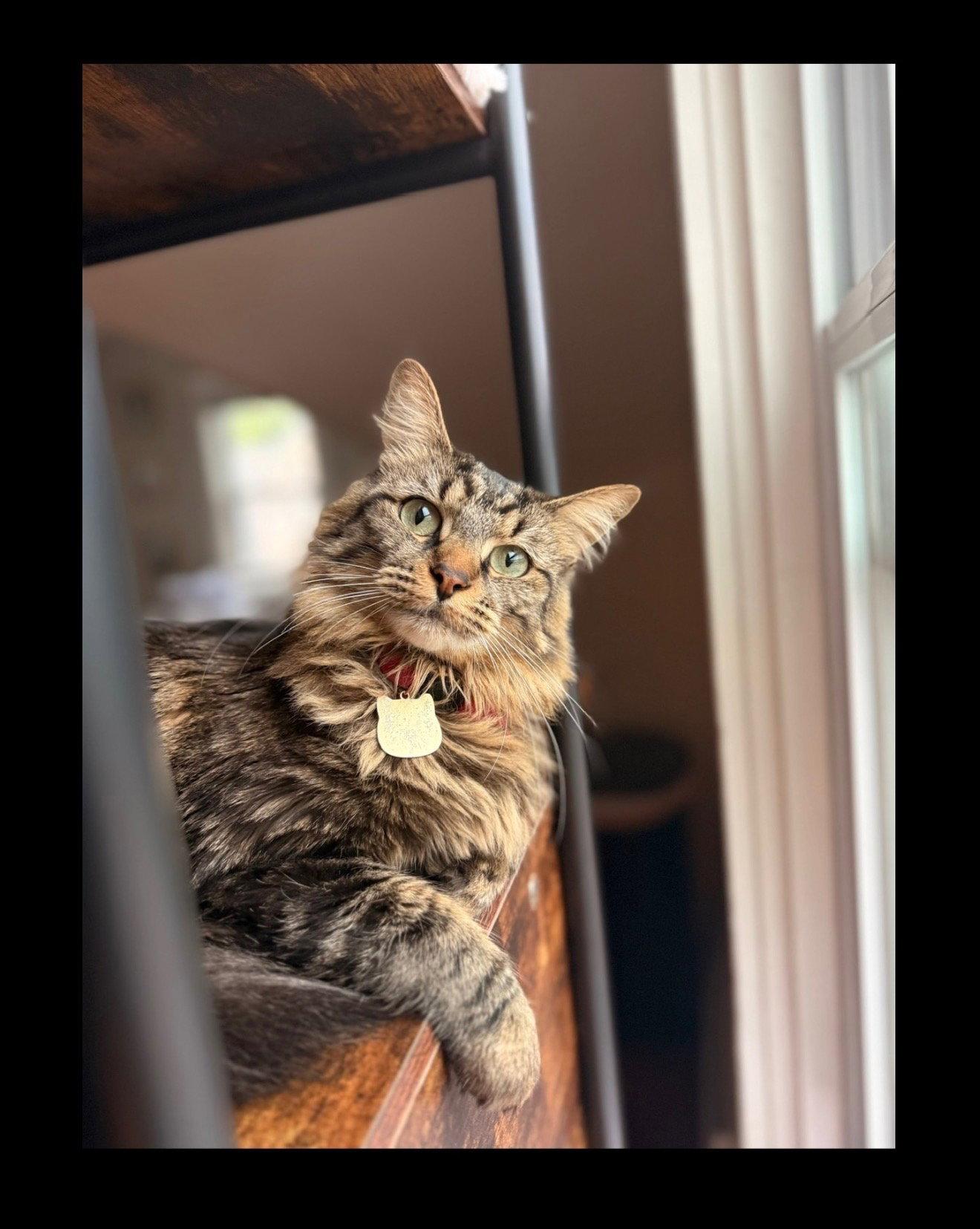 Hermione, Adopted, Adult Female Domestic Long Hair.