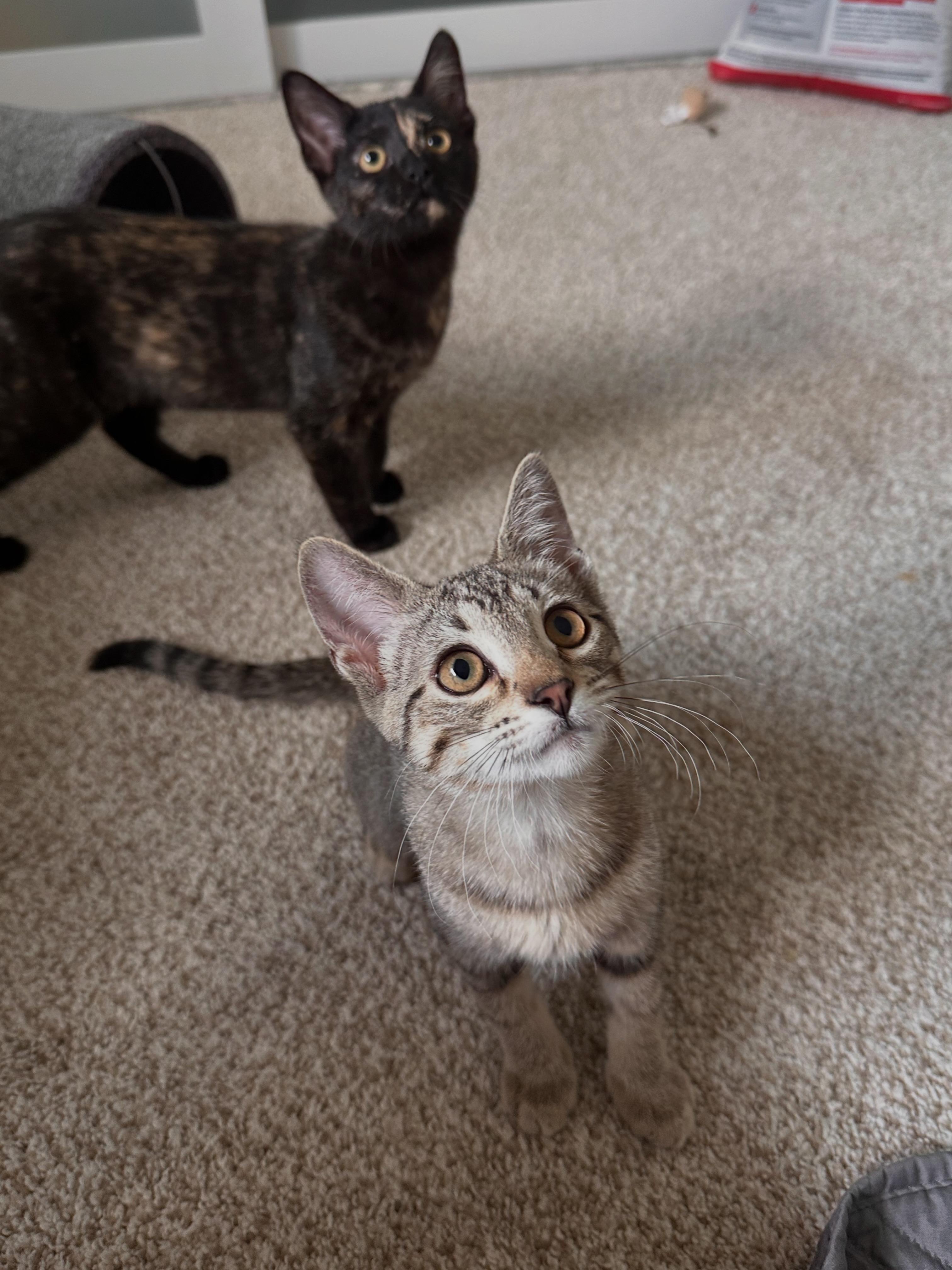 Enlarge Baby Spice, an adopted Domestic Short Hair in Lakewood, CO image 4/6