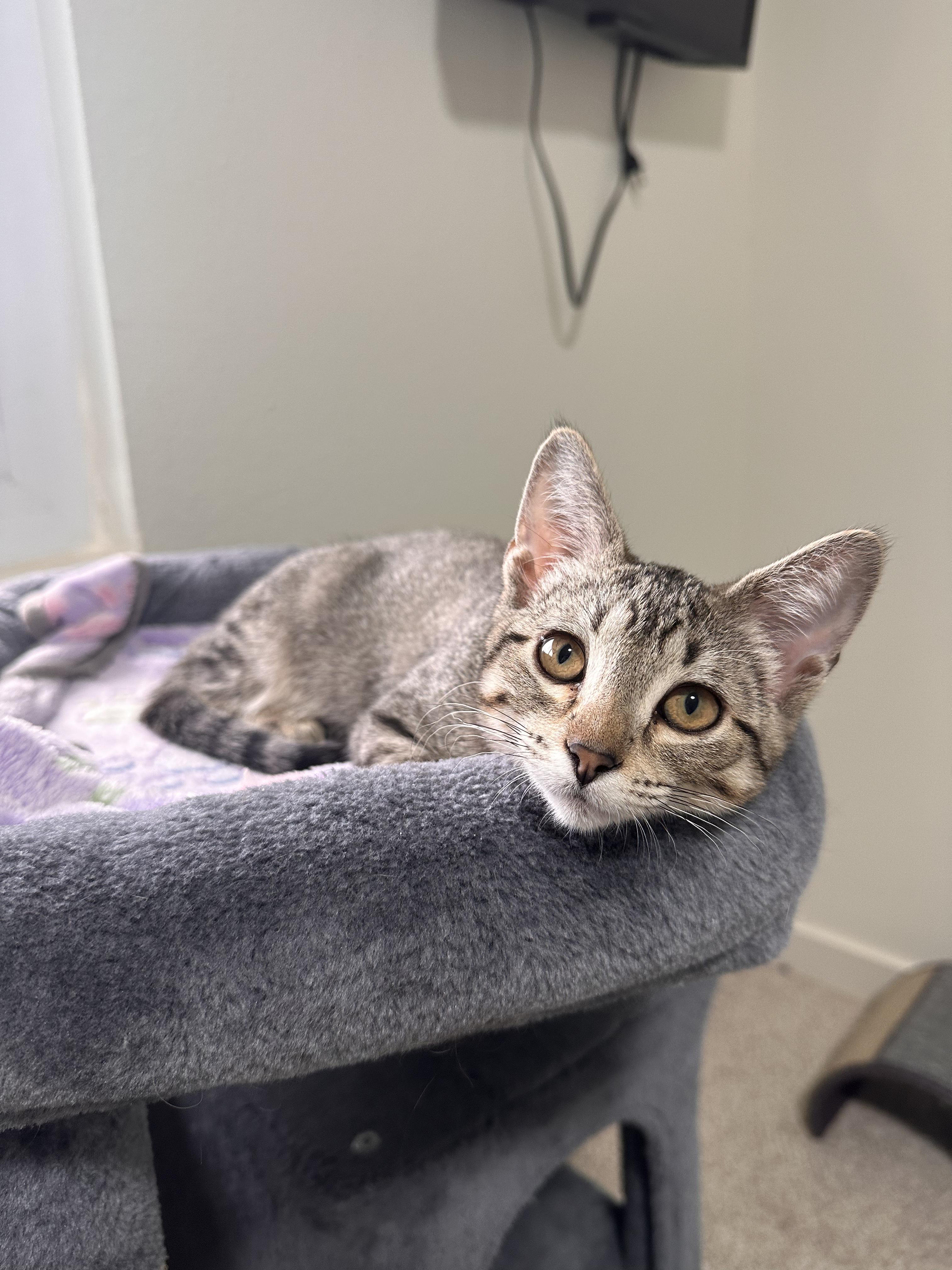 Enlarge Baby Spice, an adopted Domestic Short Hair in Lakewood, CO image 6/6