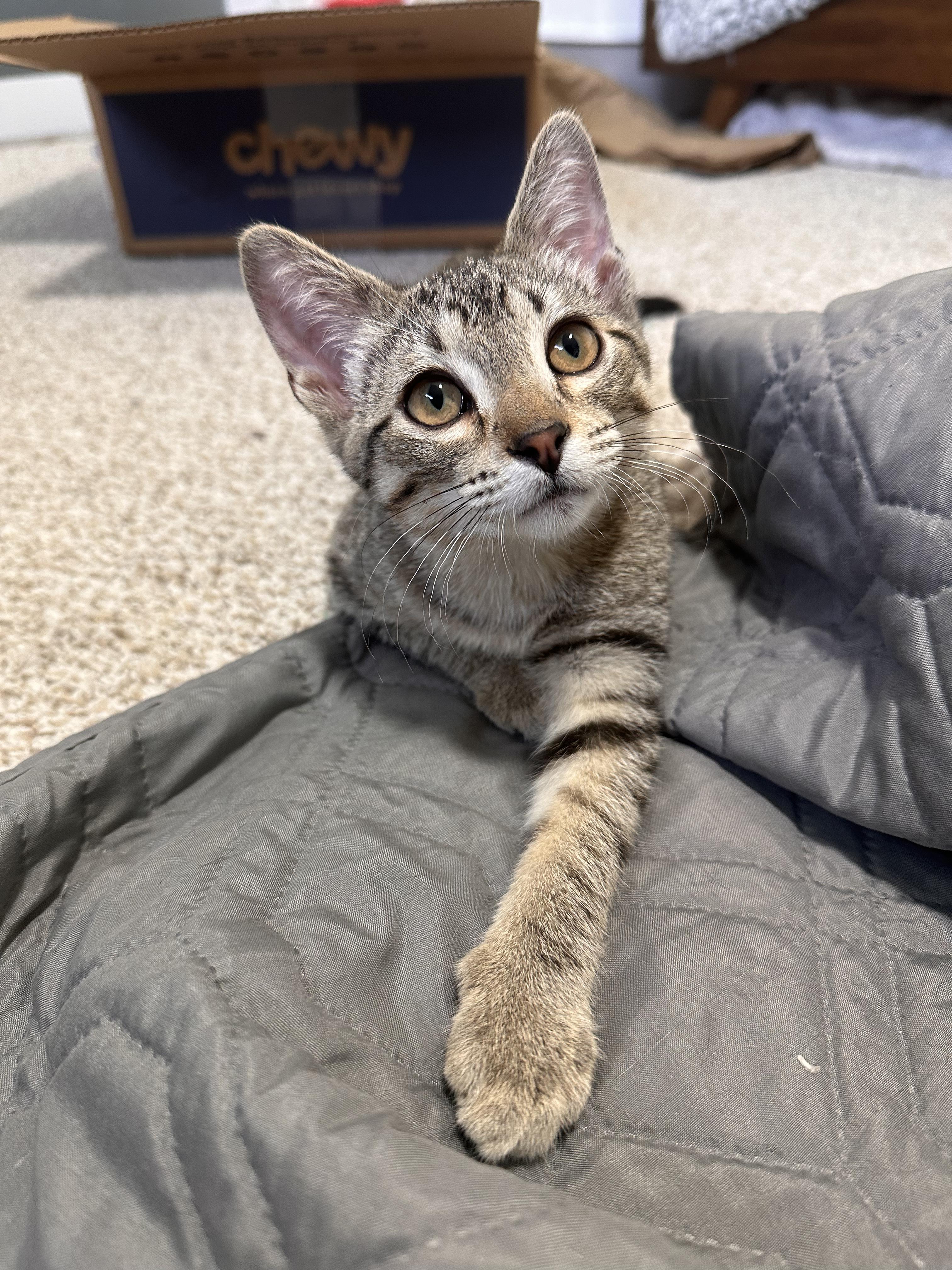 Enlarge Baby Spice, an adopted Domestic Short Hair in Lakewood, CO image 2/6