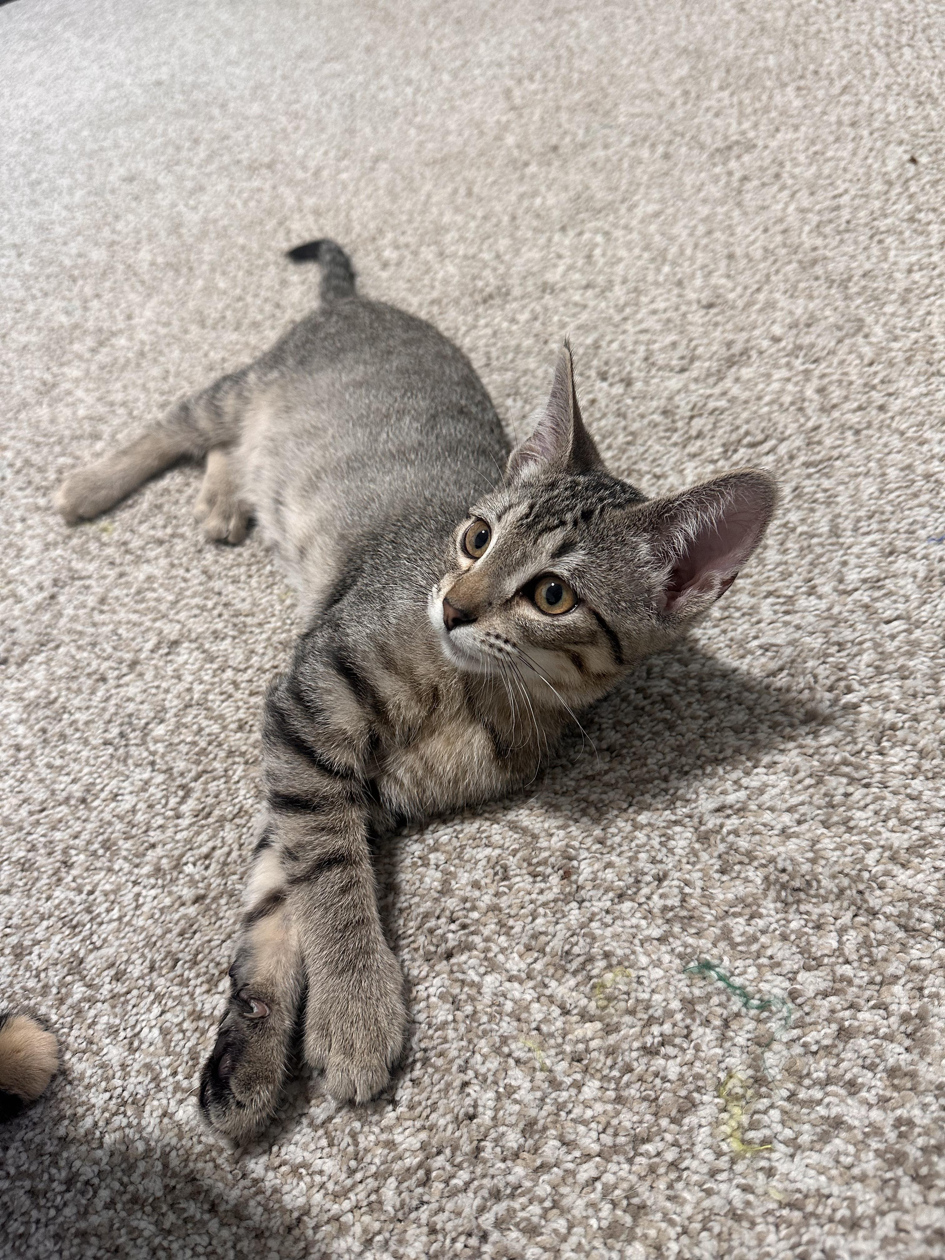 Enlarge Baby Spice, an adopted Domestic Short Hair in Lakewood, CO image 5/6
