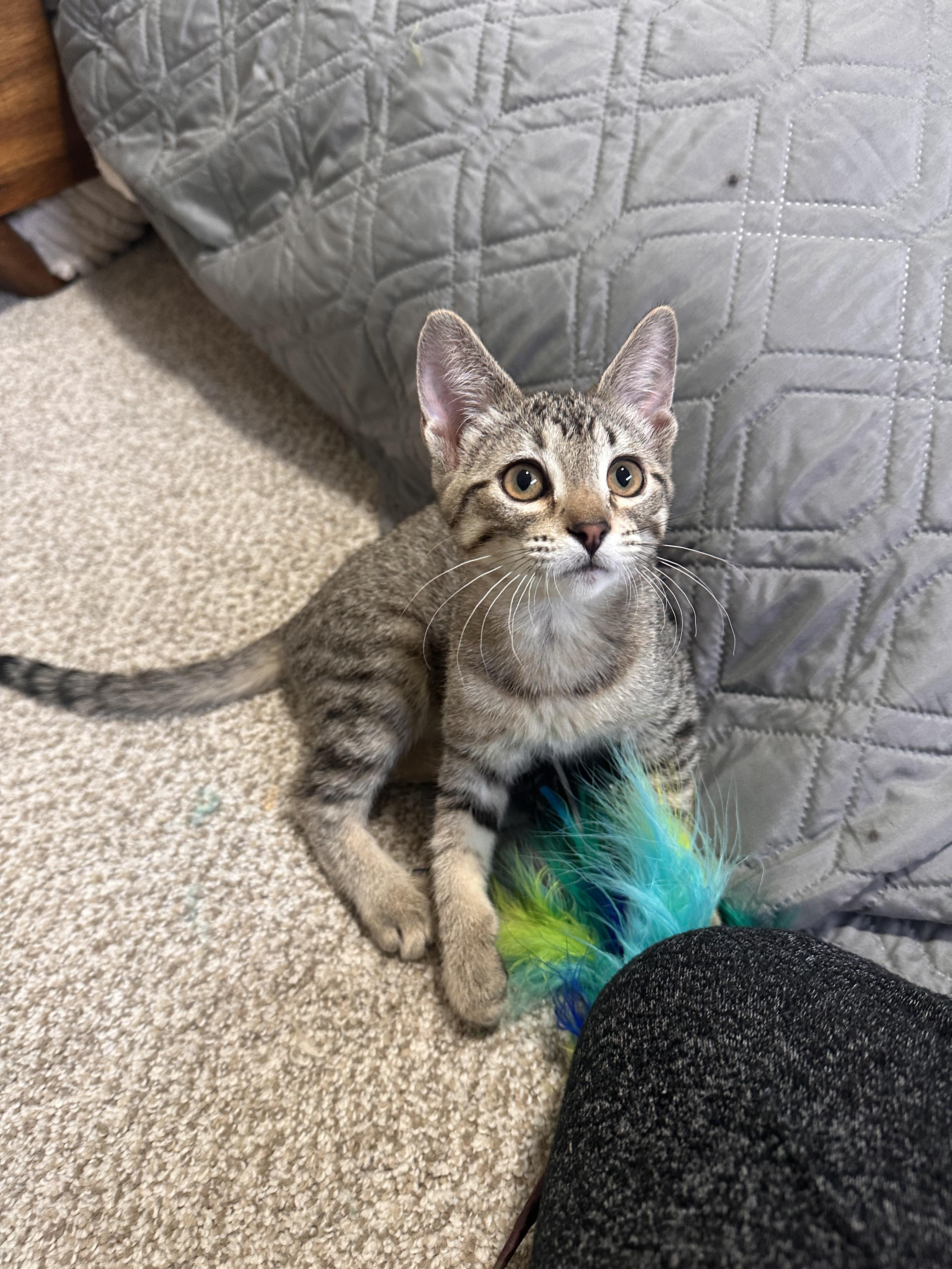 Enlarge Baby Spice, an adopted Domestic Short Hair in Lakewood, CO image 3/6