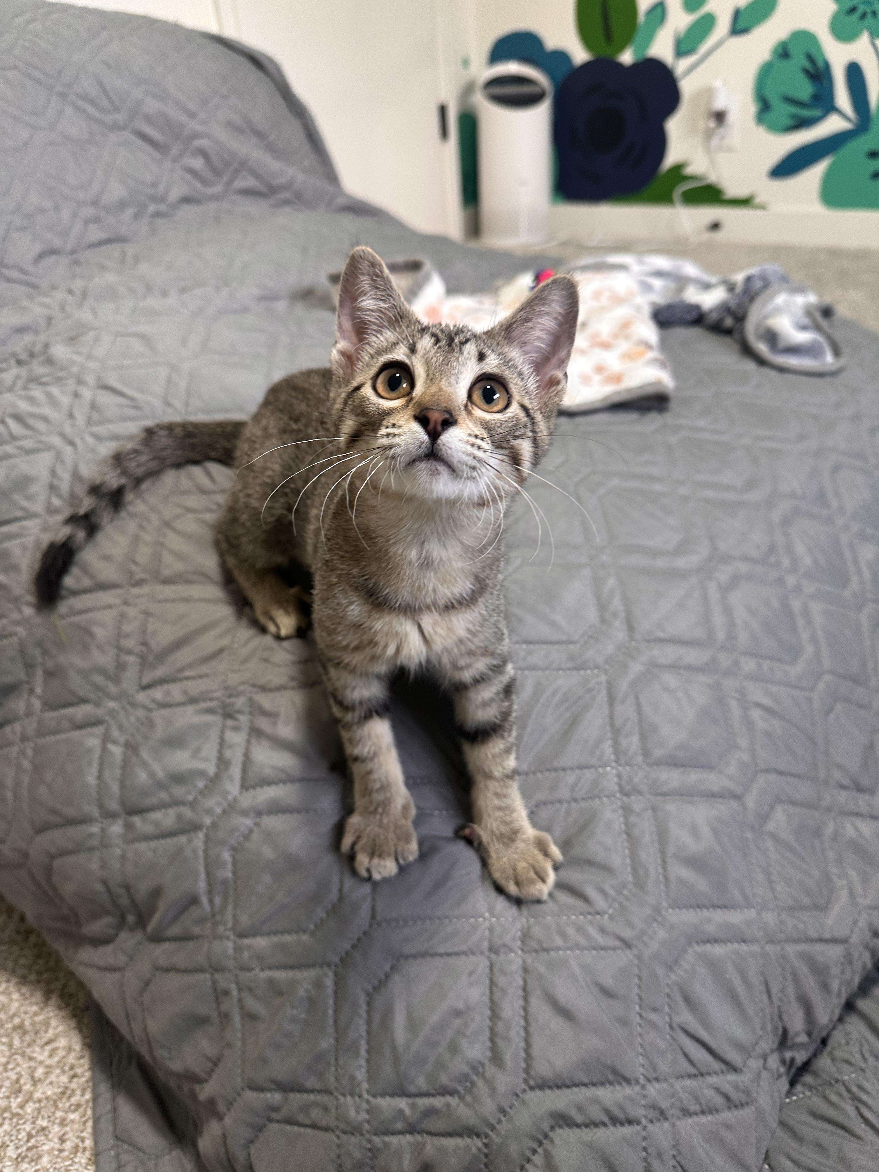 Baby Spice, adopted, Kitten Female Domestic Short Hair.