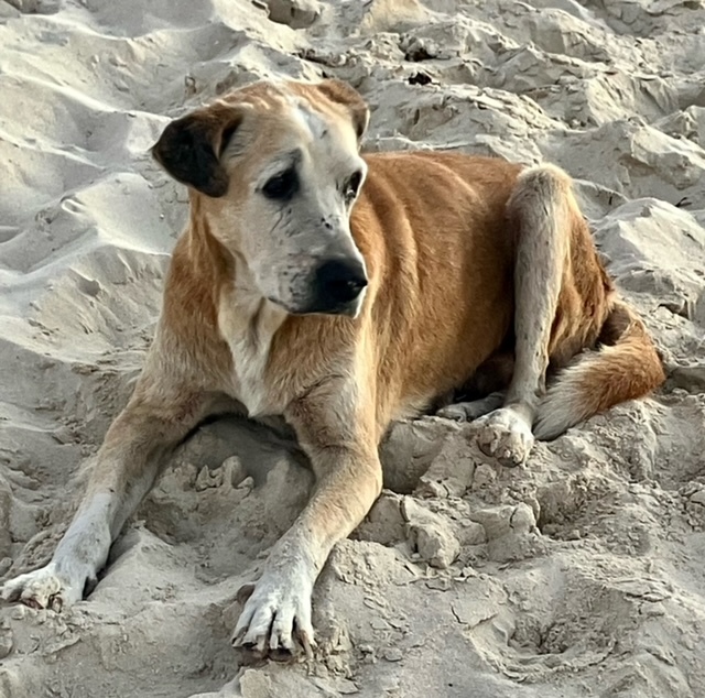 Bruce (Urgent foster/adopter needed), Adoptable, Adult Male Mixed Breed.