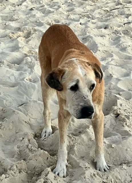 Bruce (Urgent foster/adopter needed), a Adoptable Mixed Breed in Brooklyn, NY image 3/4