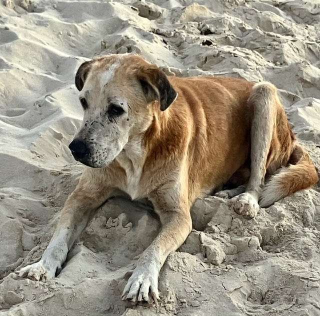 Bruce (Urgent foster/adopter needed), a Adoptable Mixed Breed in Brooklyn, NY image 4/4