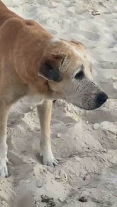 Enlarge Bruce (Urgent foster/adopter needed), a Adoptable Mixed Breed in Brooklyn, NY video 1/4