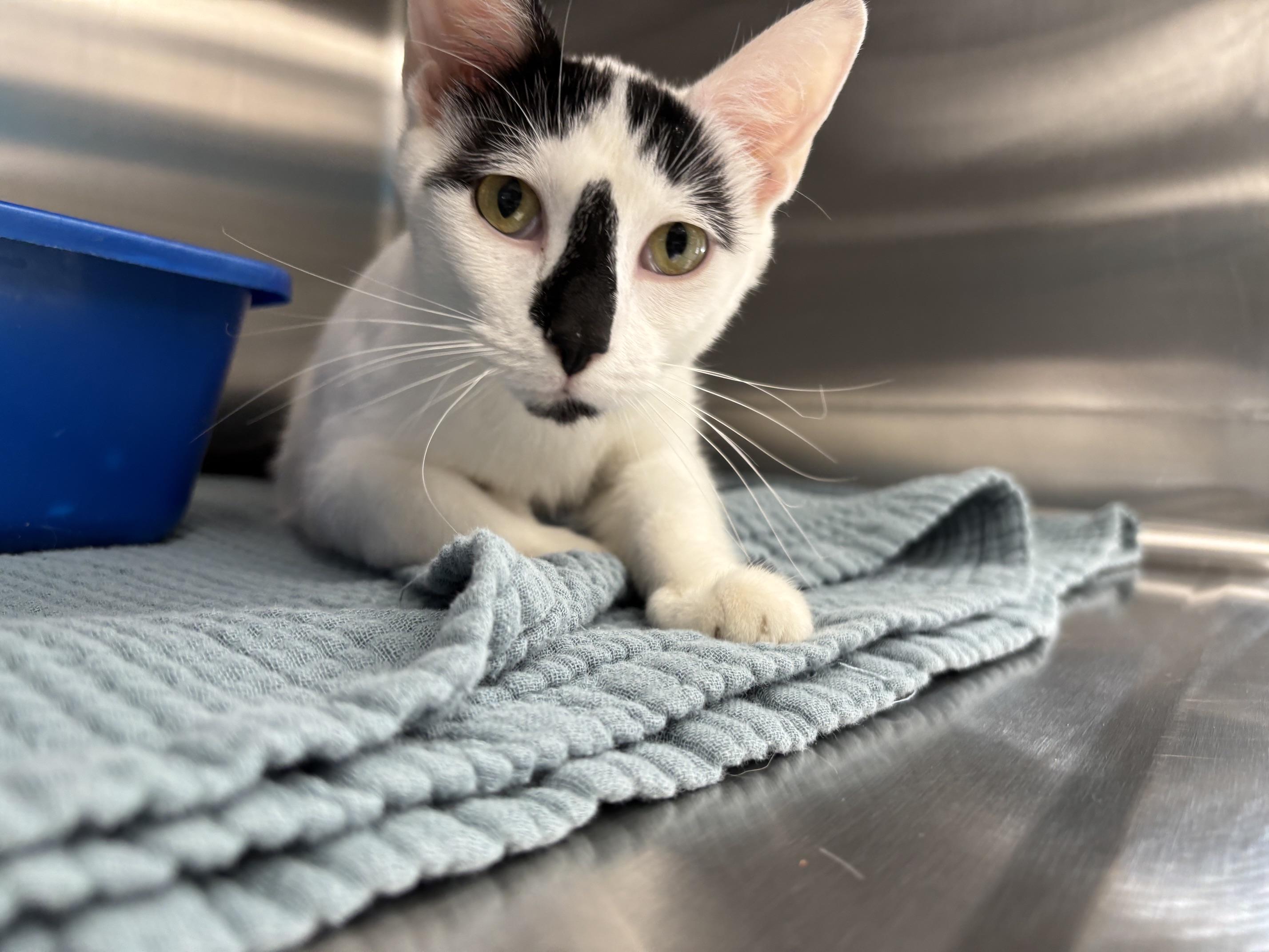 Dahlia, adopted, Young Female Domestic Short Hair.