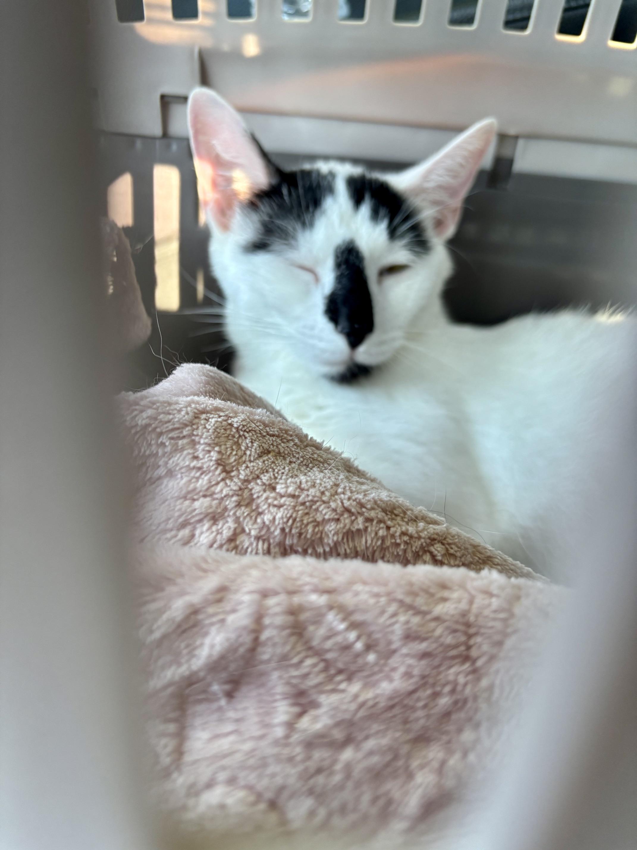 Enlarge Dahlia, an adopted Domestic Short Hair in Cleveland, OH image 2/3
