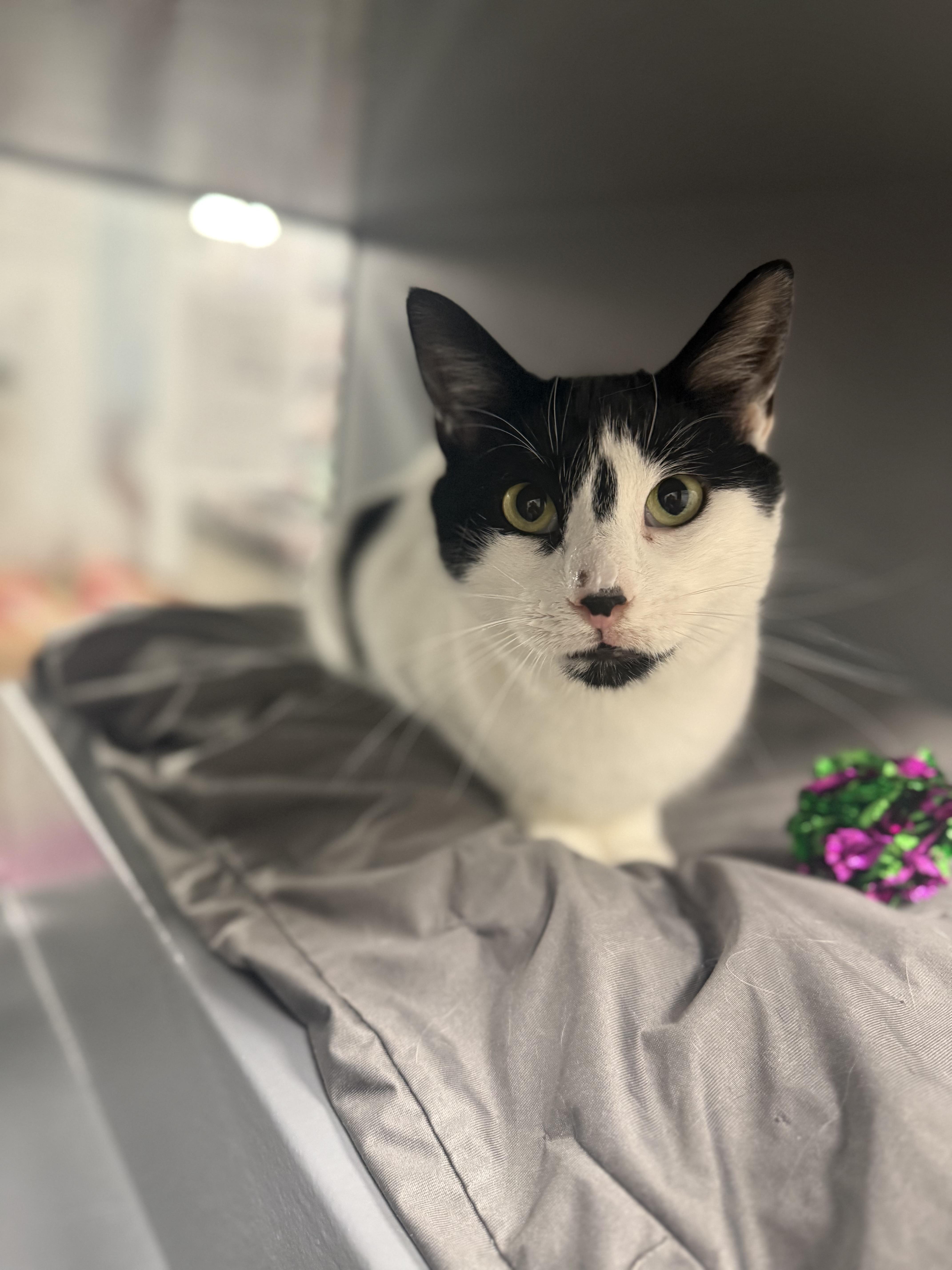 Maddox, ADOPTABLE, Adult Male Domestic Short Hair.