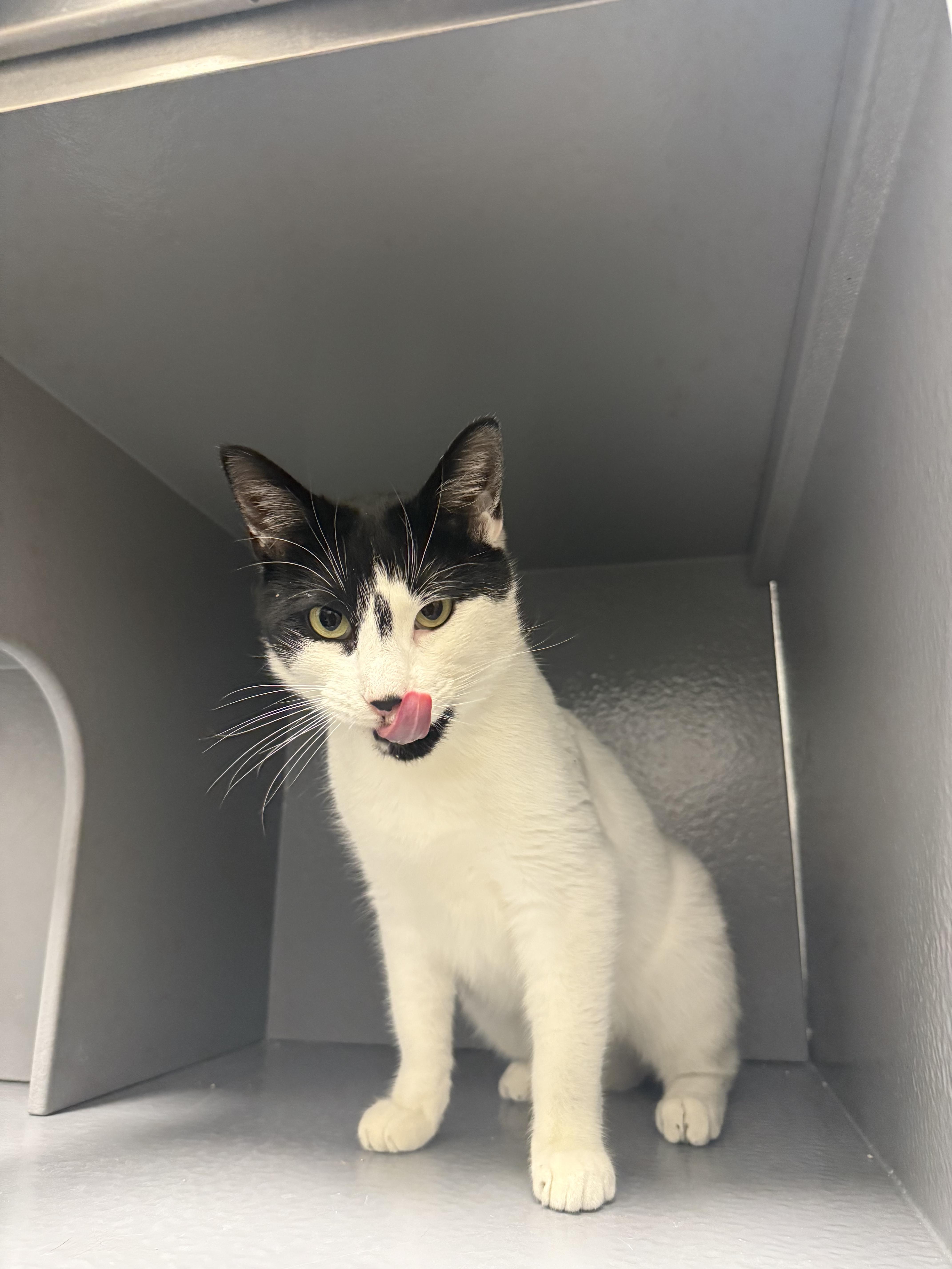 Enlarge Maddox, a ADOPTABLE Domestic Short Hair in Staten Island, NY image 4/6