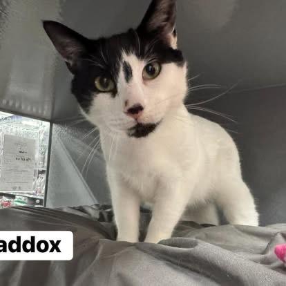 Enlarge Maddox, a ADOPTABLE Domestic Short Hair in Staten Island, NY image 1/6
