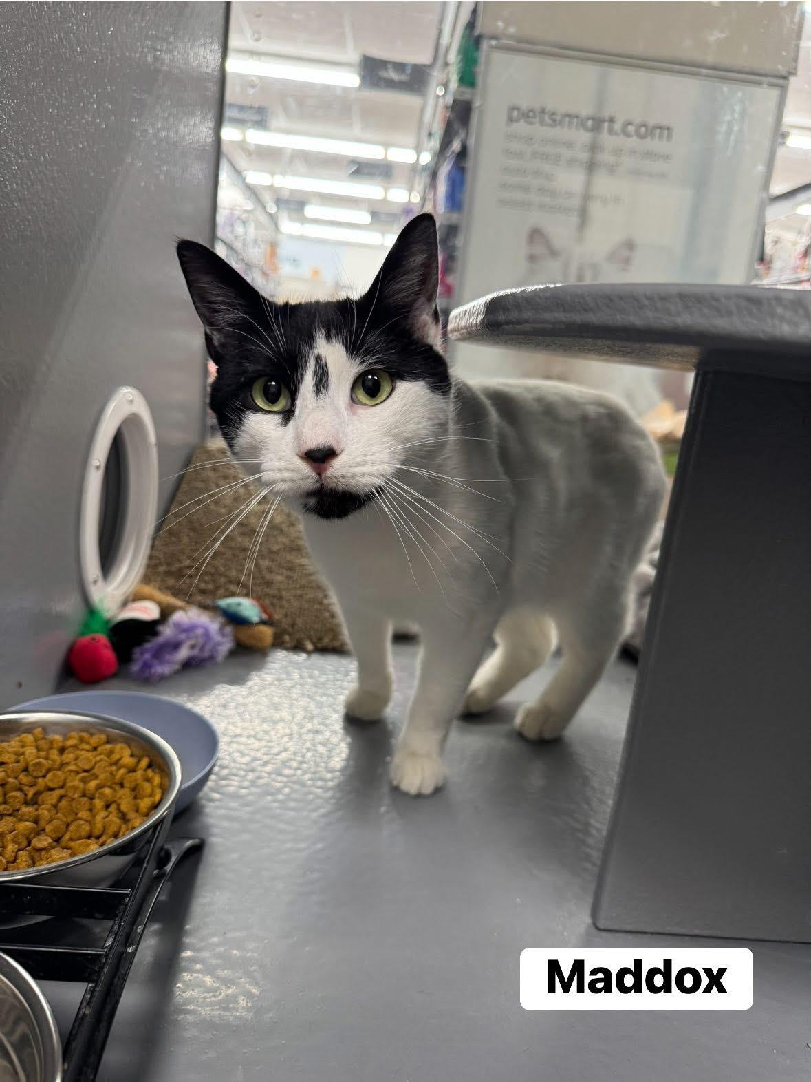 Enlarge Maddox, a ADOPTABLE Domestic Short Hair in Staten Island, NY image 3/6