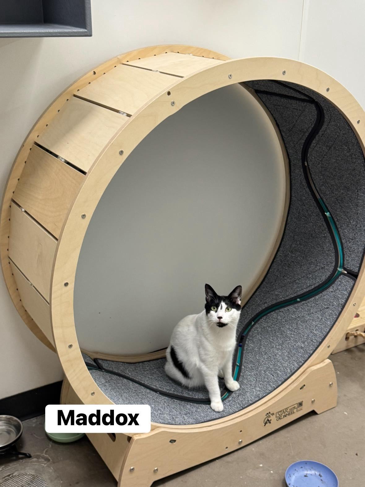 Enlarge Maddox, a ADOPTABLE Domestic Short Hair in Staten Island, NY image 6/6