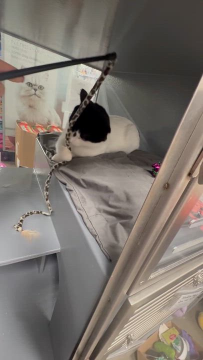 Enlarge Maddox, a ADOPTABLE Domestic Short Hair in Staten Island, NY video 5/6