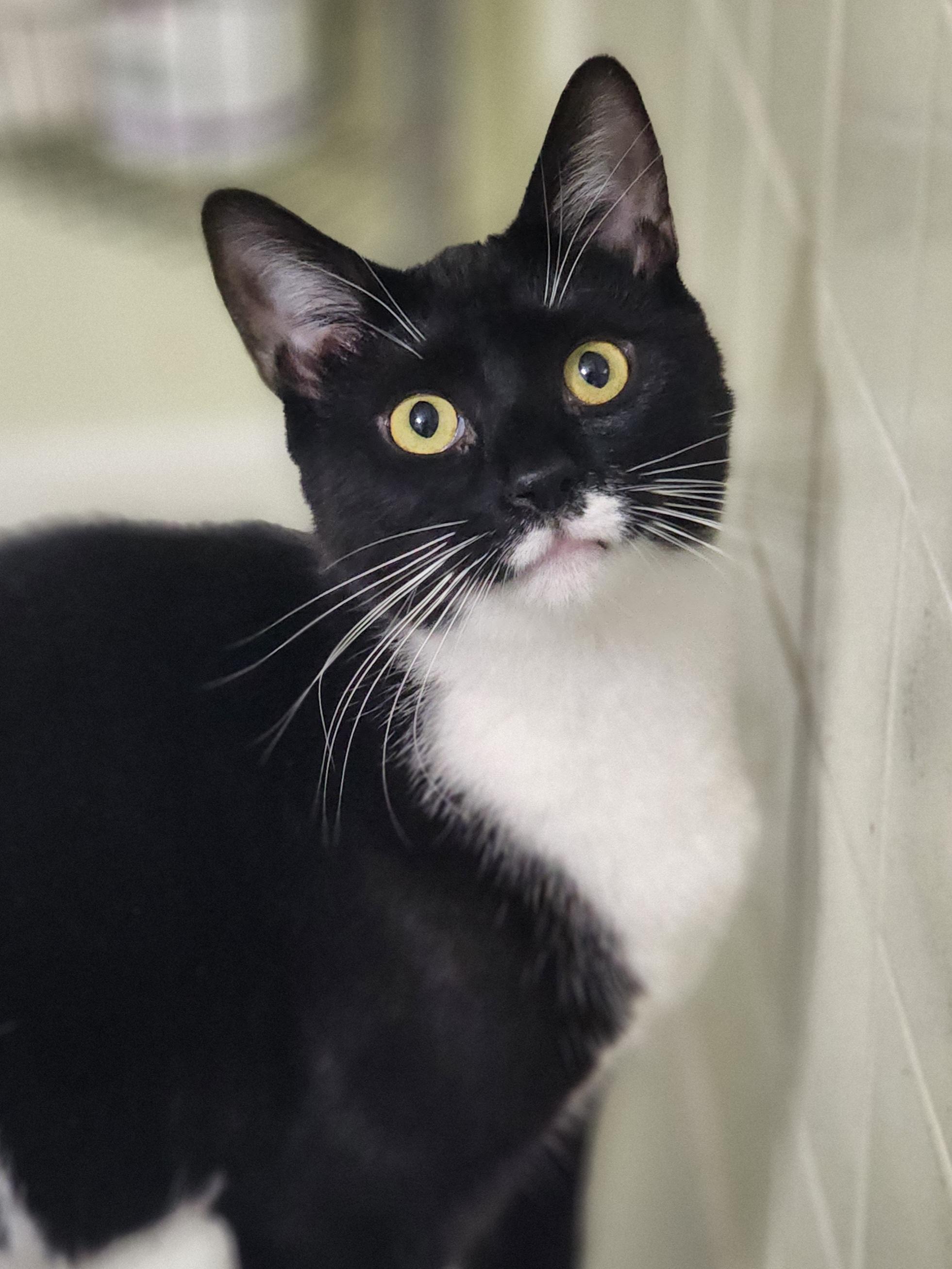 Zara, a Adoptable Domestic Short Hair in Bristol, TN image 1/4