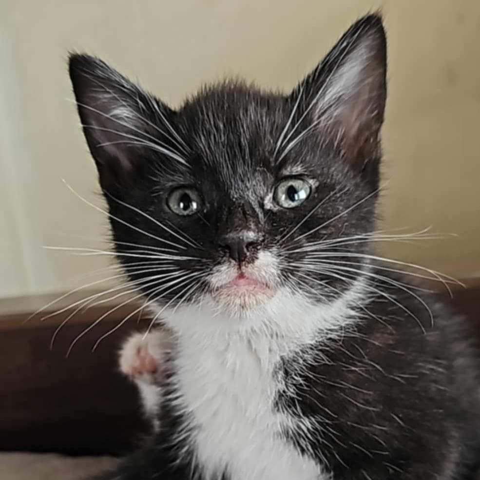 Zara, a Adoptable Domestic Short Hair in Bristol, TN image 4/4