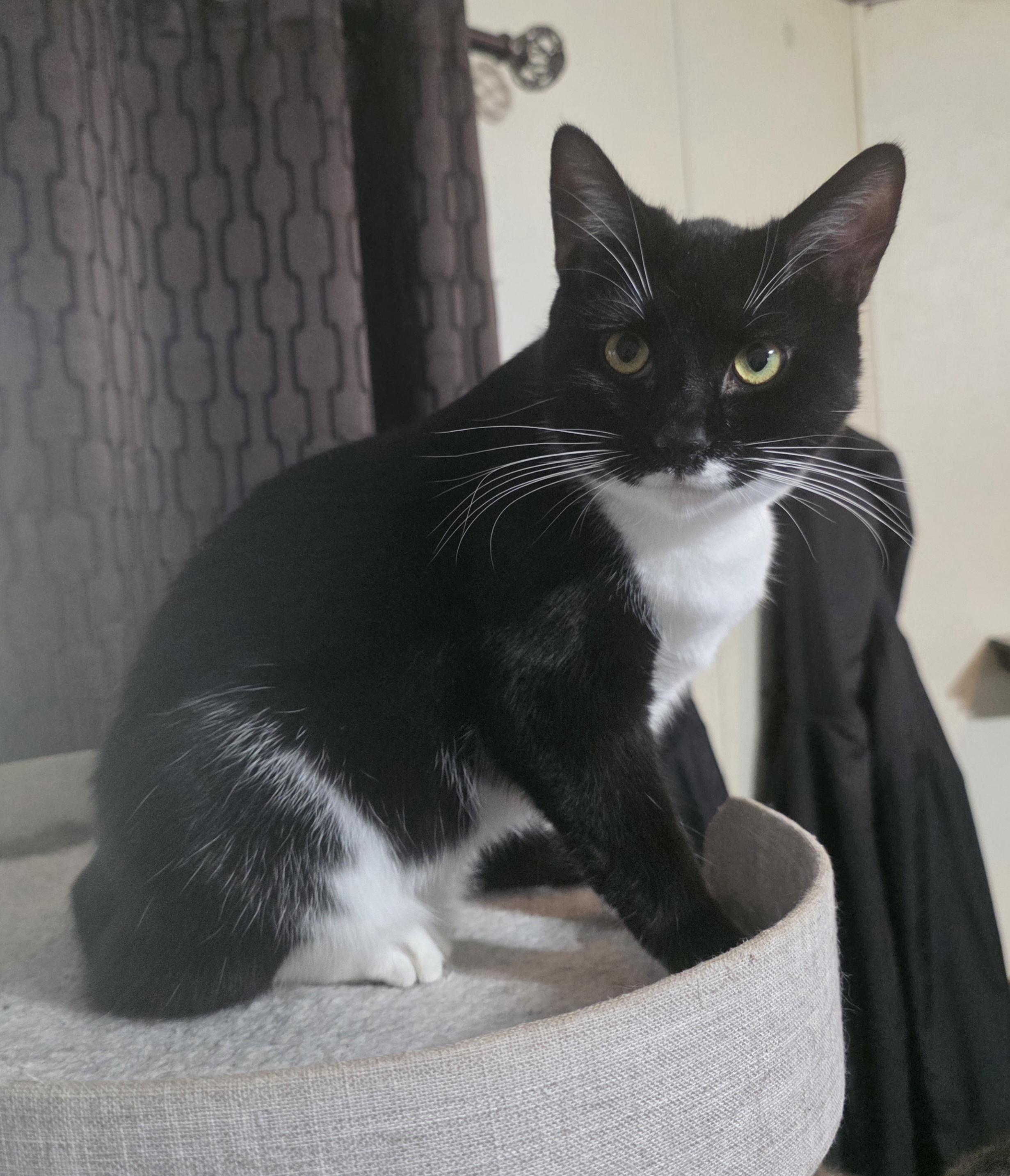 Zara, a Adoptable Domestic Short Hair in Bristol, TN image 3/4