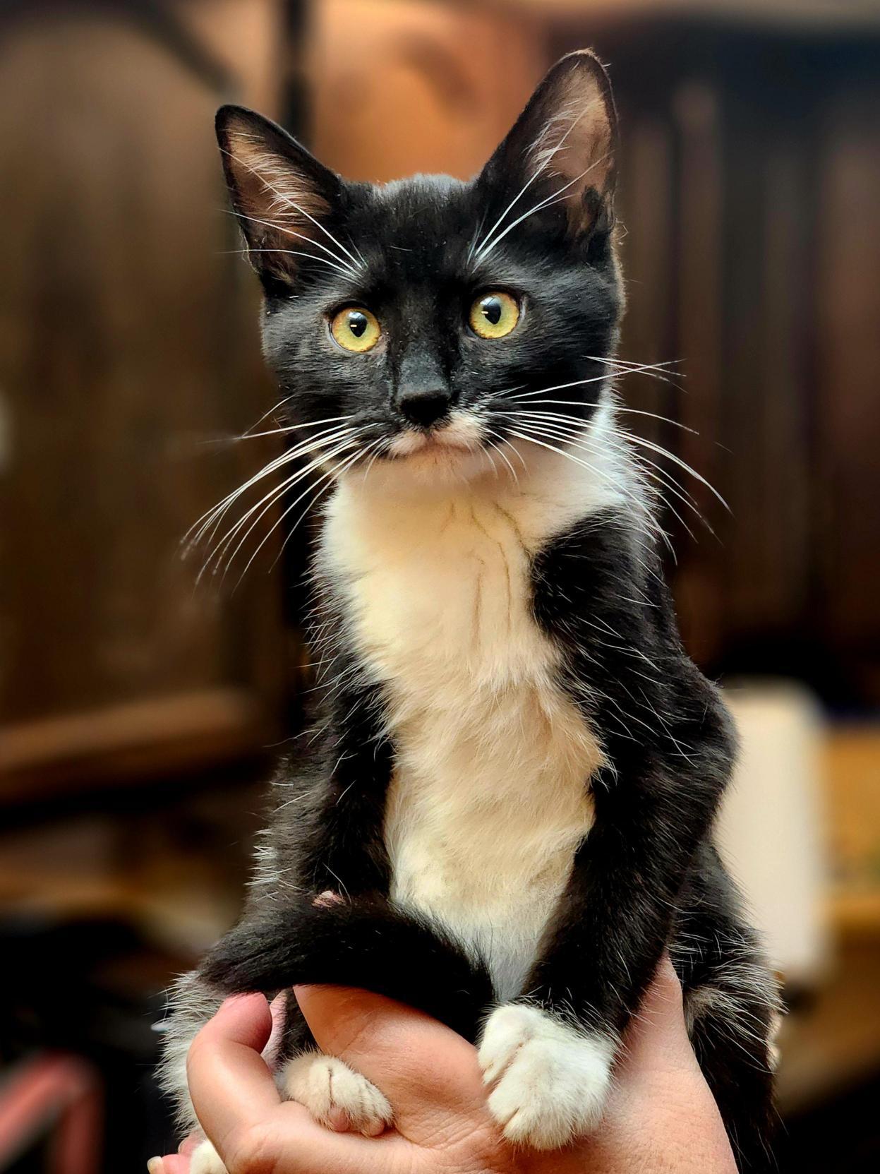 Zara, Adoptable, Kitten Female Domestic Short Hair.