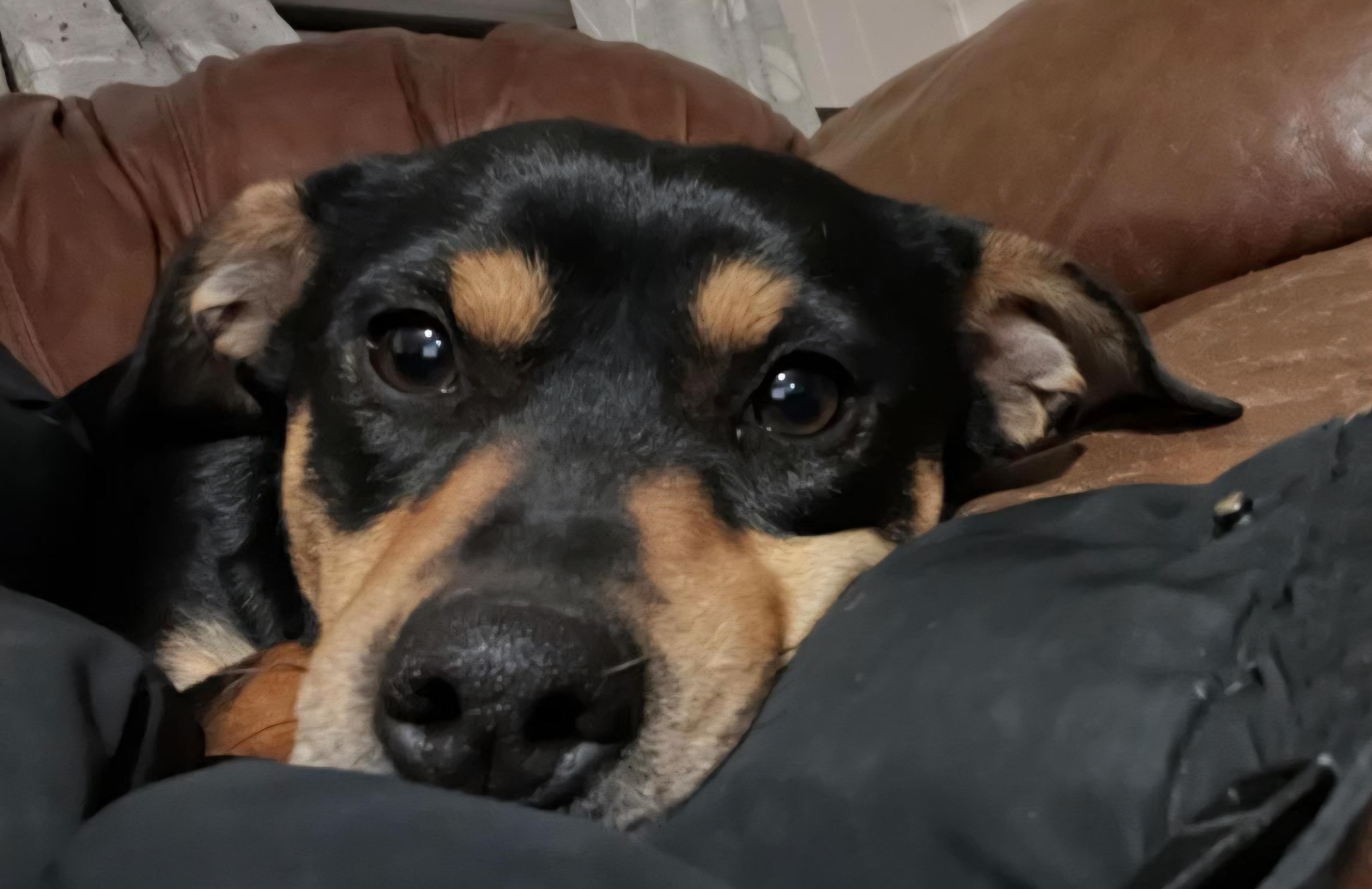Enlarge Pretty , an adoptable mixed breed in Tacoma, WA image 1/6