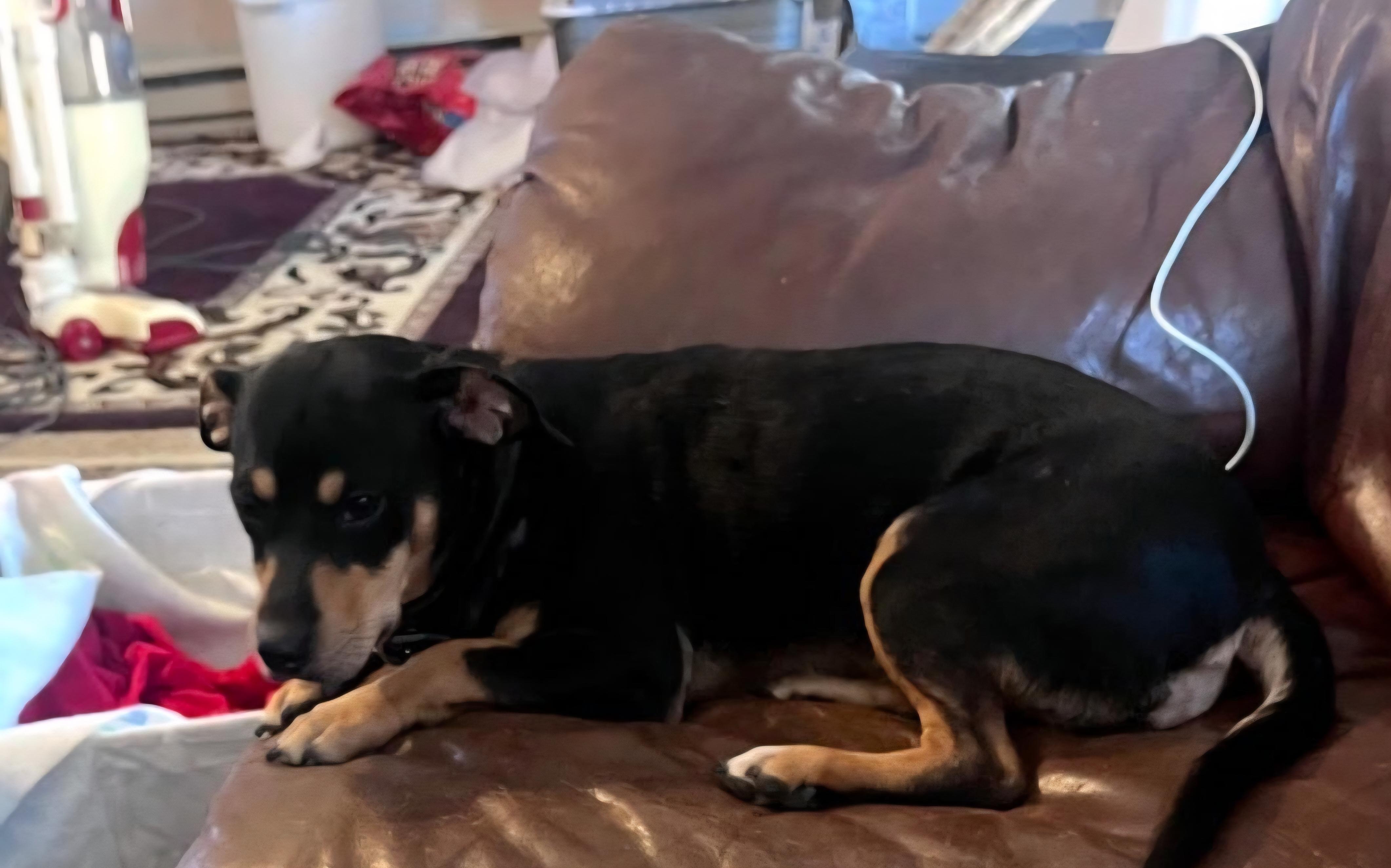 Enlarge Pretty , an adoptable mixed breed in Tacoma, WA image 5/6