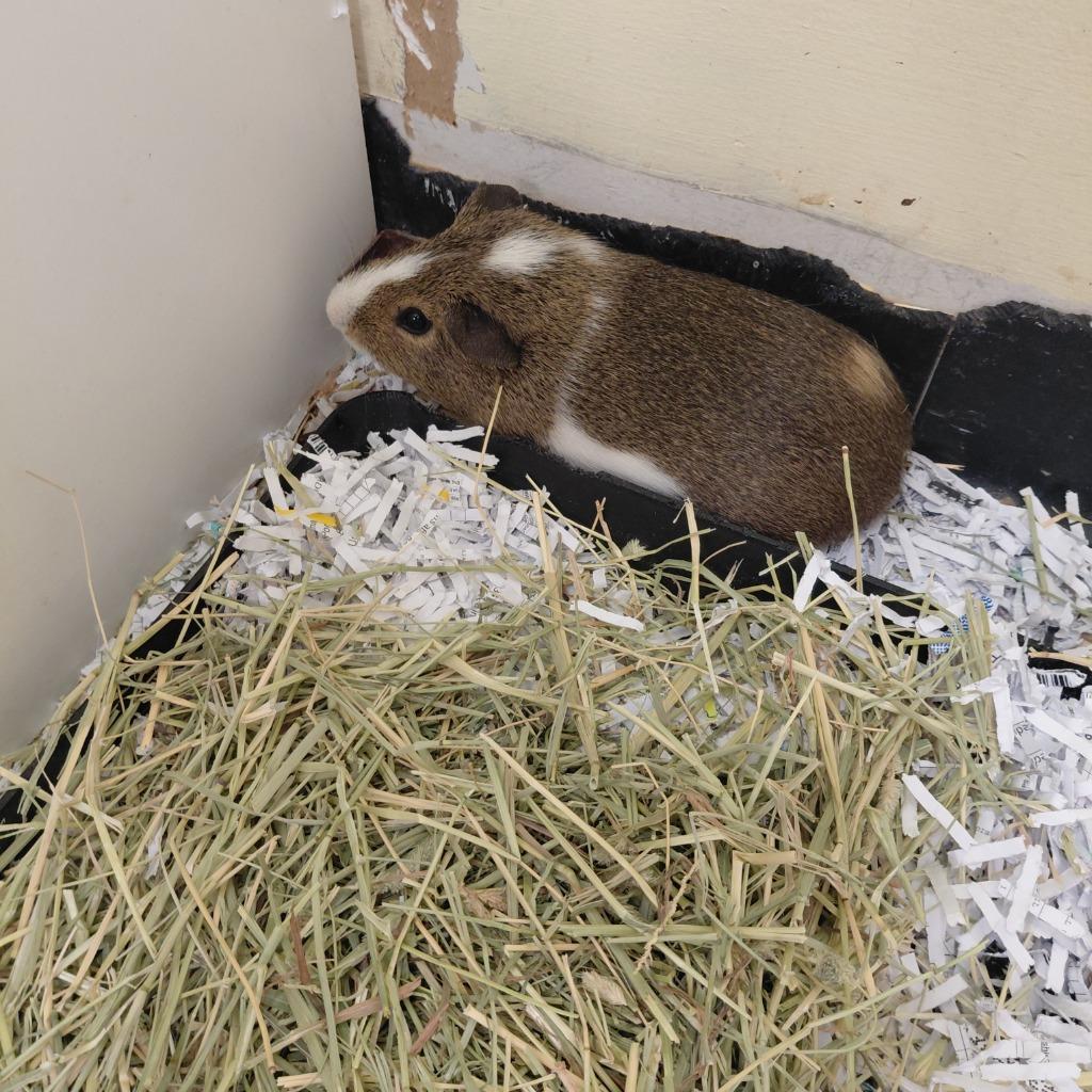 Enlarge Mouse, a Adoptable Guinea Pig in Cincinnati, OH image 1/1