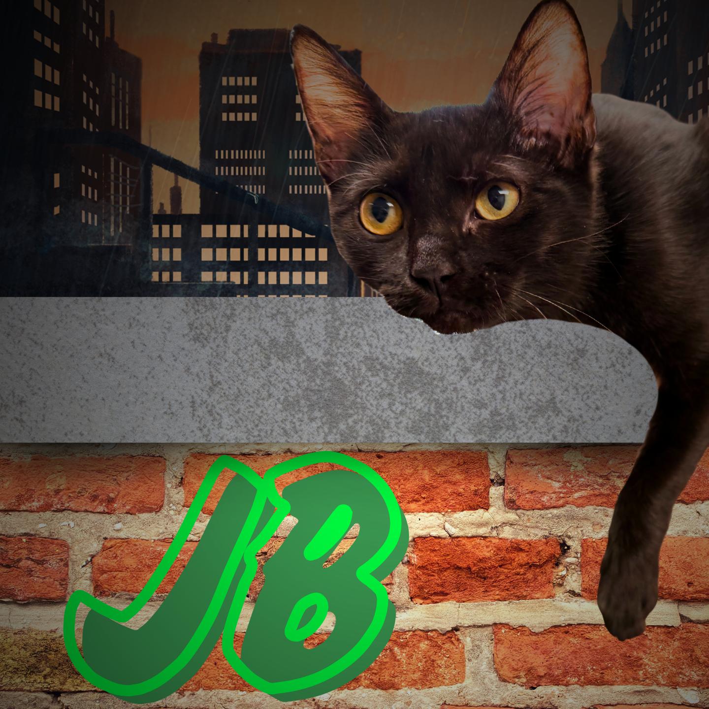 JB, Adopted, Young Male Domestic Short Hair.