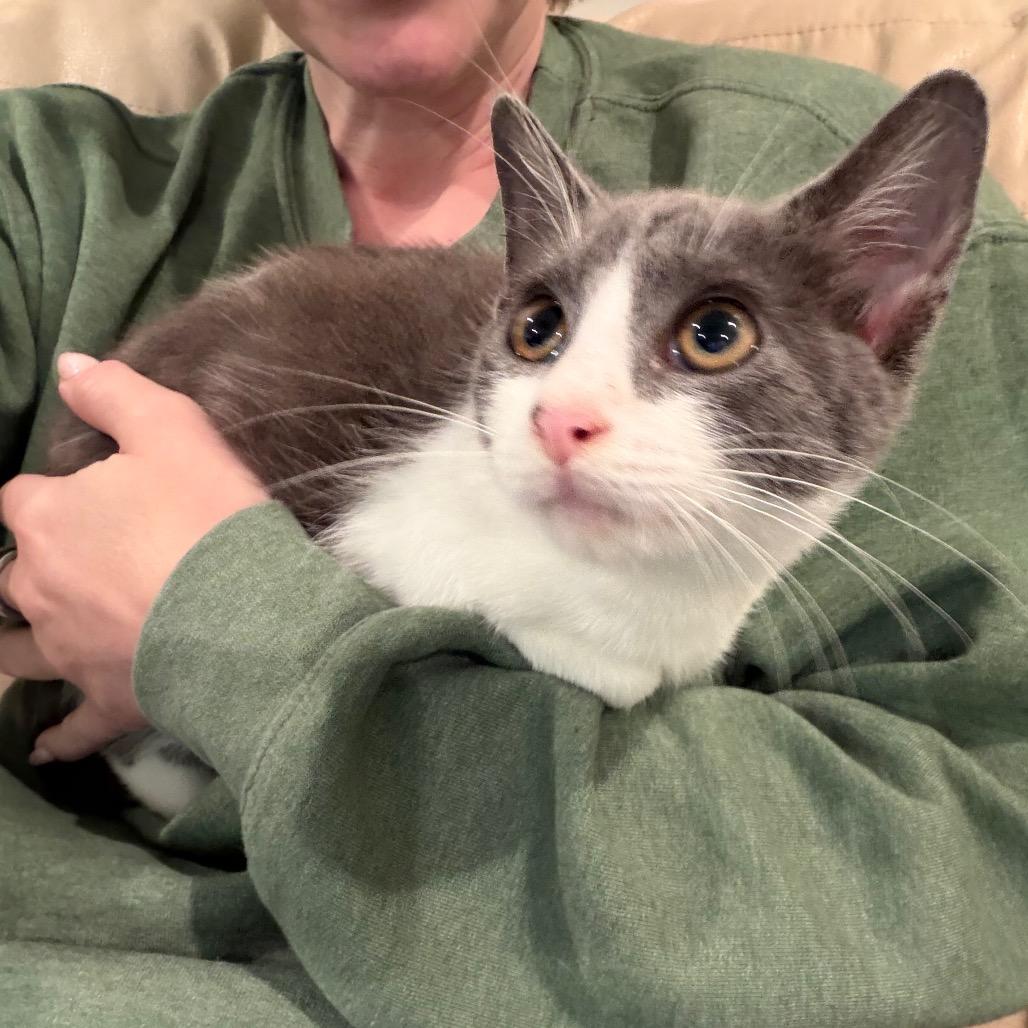 Lexi, Adoptable, Kitten Female Domestic Short Hair.