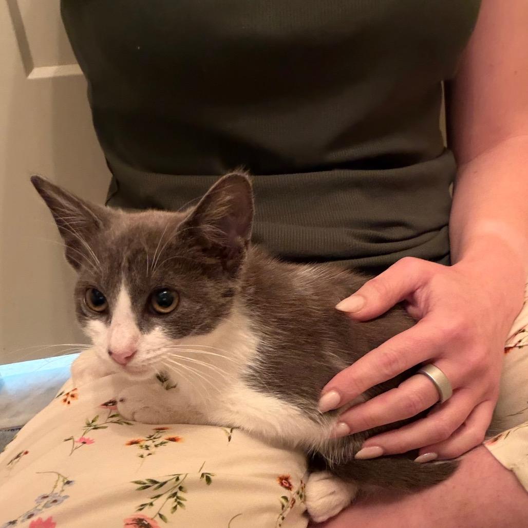 Enlarge Lexi, a Adoptable Domestic Short Hair in Ferndale, MI image 2/5