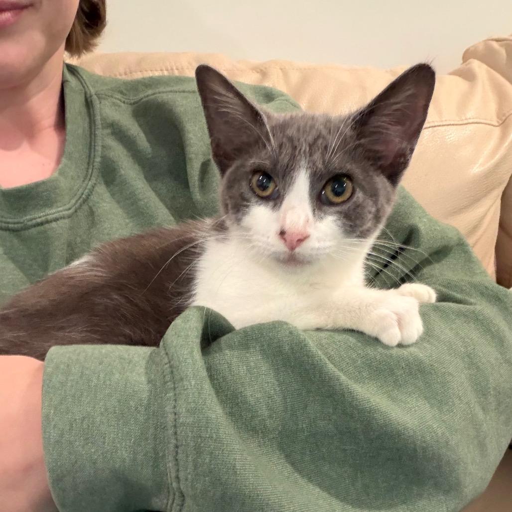 Enlarge Lexi, a Adoptable Domestic Short Hair in Ferndale, MI image 4/5