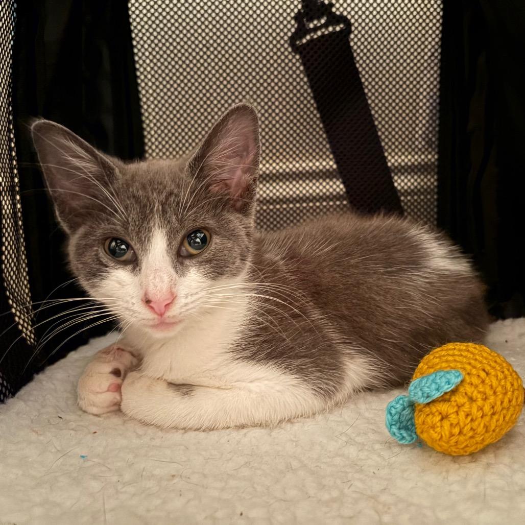 Enlarge Lexi, a Adoptable Domestic Short Hair in Ferndale, MI image 5/5