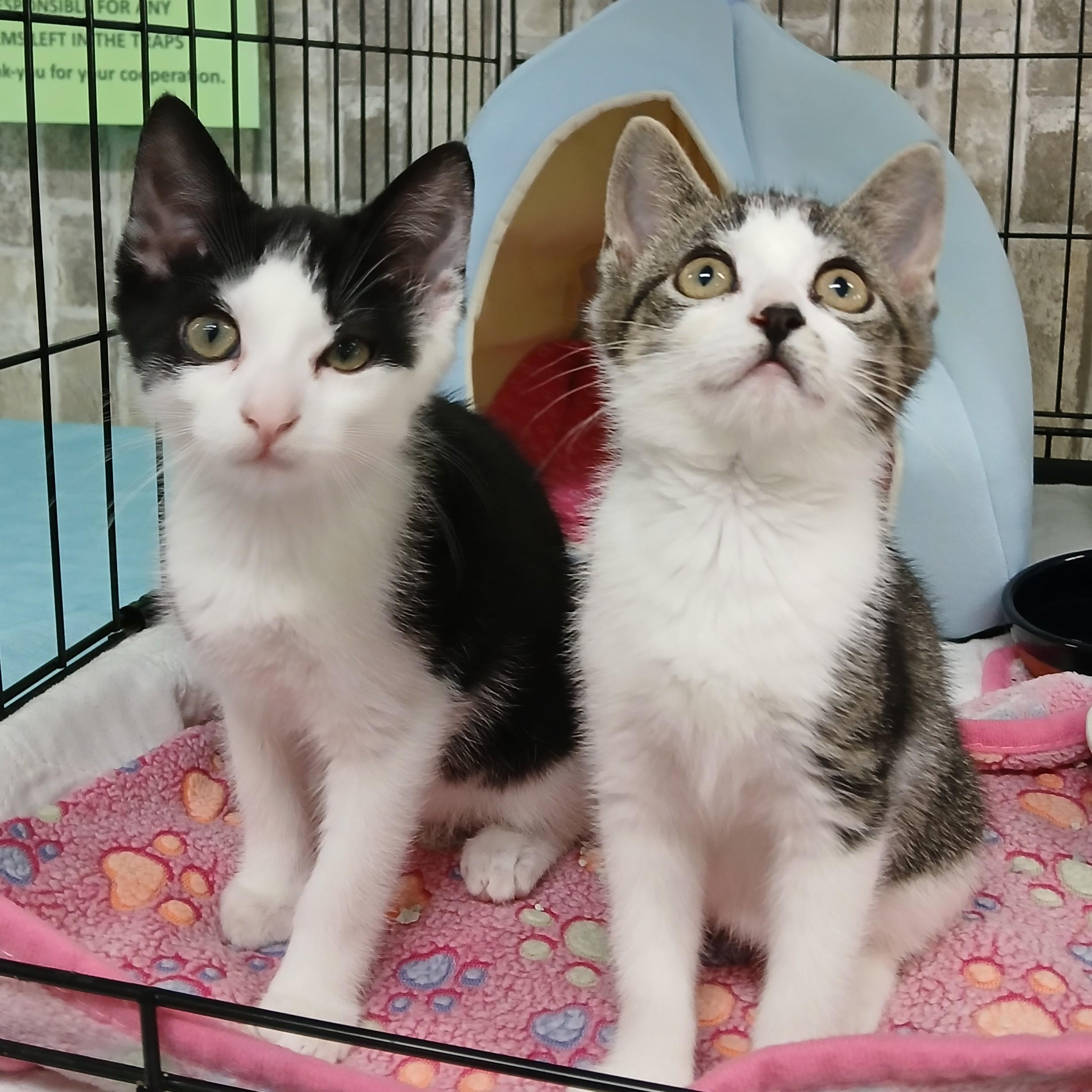 Bonded Pair Cats for Adoption: Double the Love, Twice the Joy