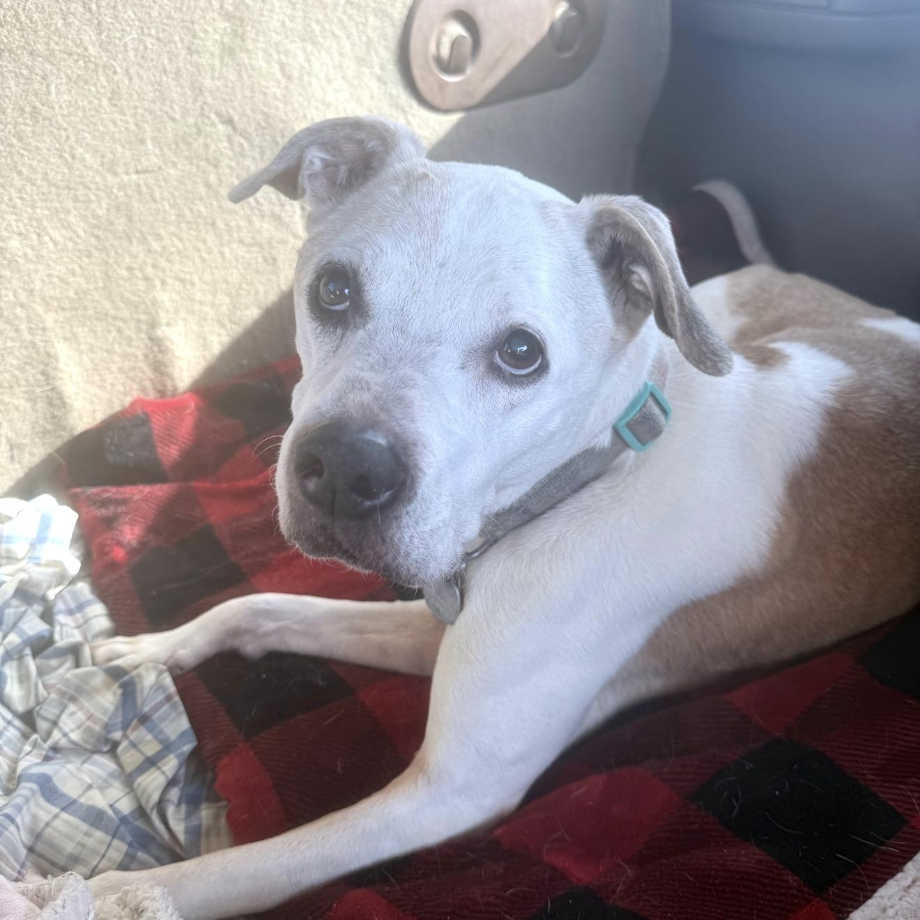 Enlarge Hyori, an adopted mixed breed in Winters, CA image 3/3