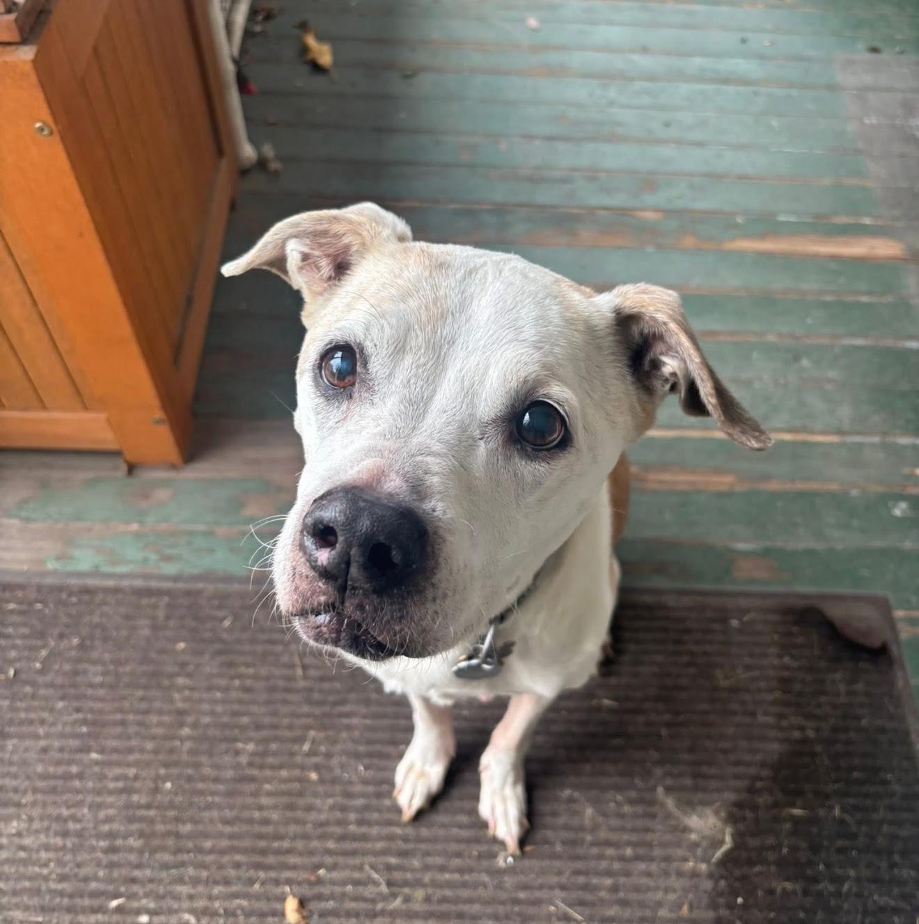Hyori, adopted, Senior Female Pit Bull Terrier.