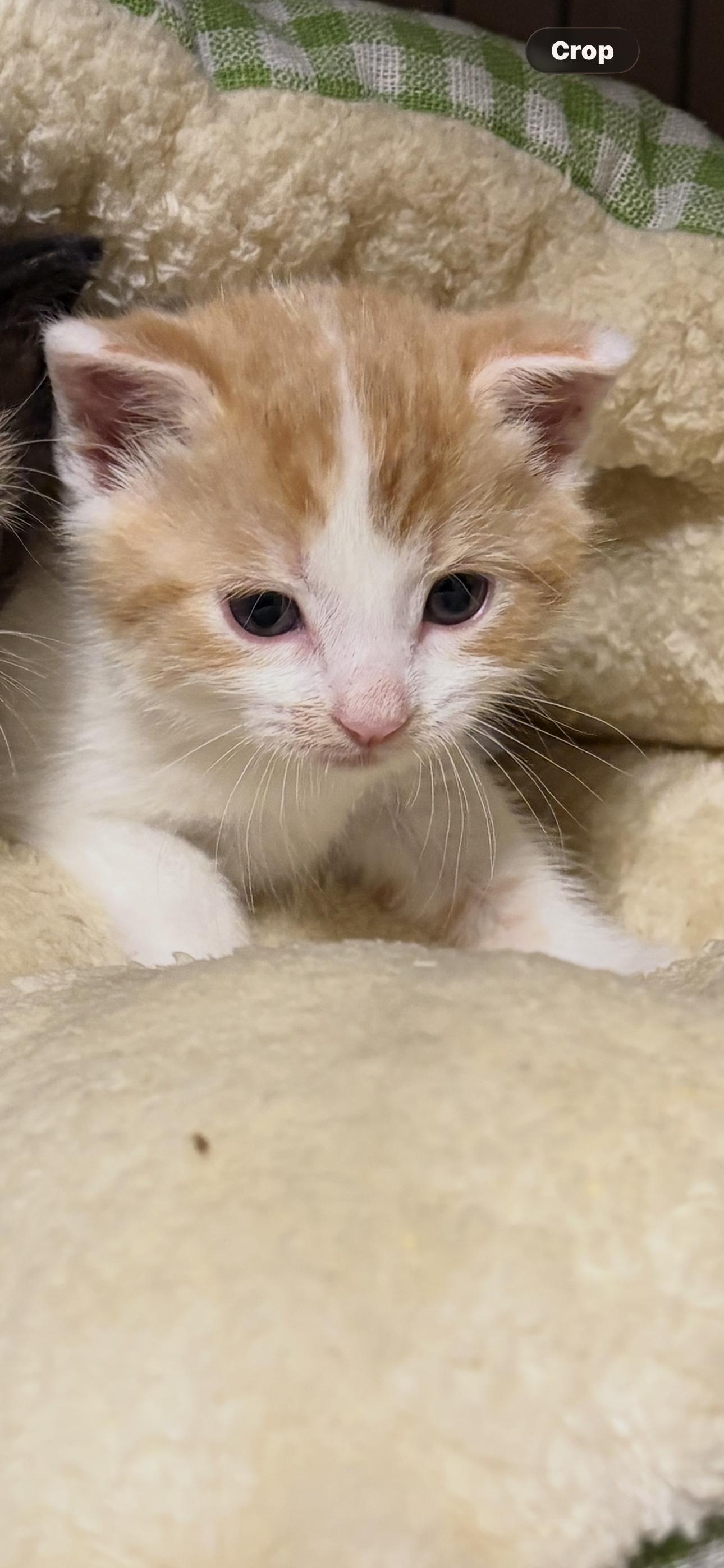Enlarge Waffles, a Adoptable Domestic Short Hair in Sneads Ferry, NC image 1/1