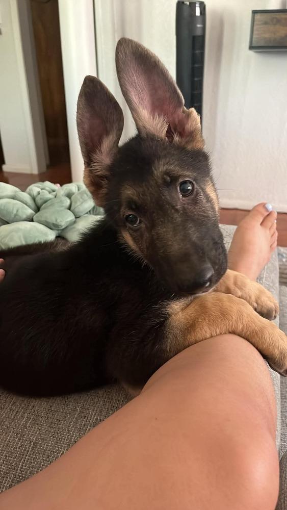 Enlarge Ares, a Adoptable German Shepherd Dog in Sealy, TX image 1/6