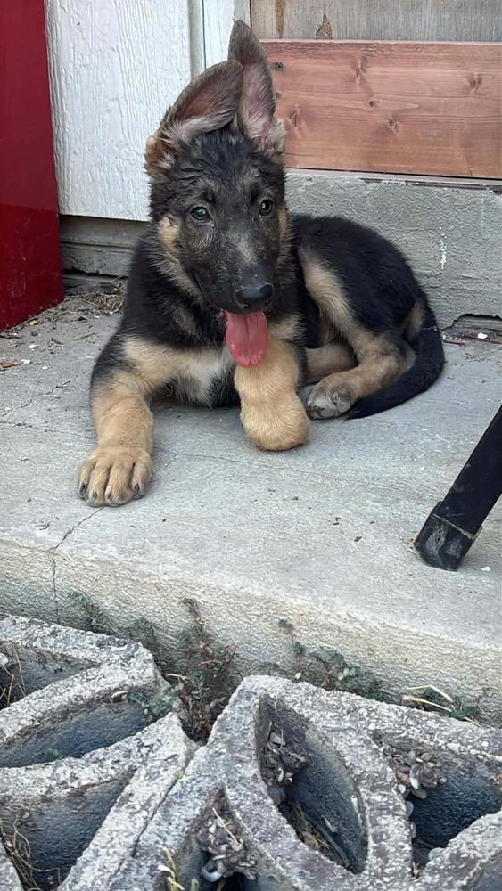 Enlarge Ares, a Adoptable German Shepherd Dog in Sealy, TX image 2/6