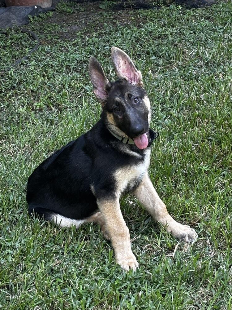 Enlarge Ares, a Adoptable German Shepherd Dog in Sealy, TX image 3/6