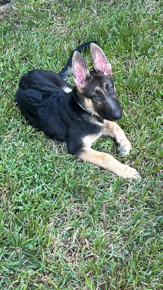 Enlarge Ares, a Adoptable German Shepherd Dog in Sealy, TX image 4/6