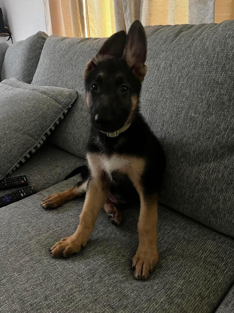 Enlarge Ares, a Adoptable German Shepherd Dog in Sealy, TX image 5/6
