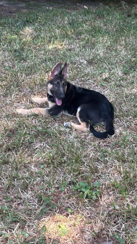 Enlarge Ares, a Adoptable German Shepherd Dog in Sealy, TX image 6/6